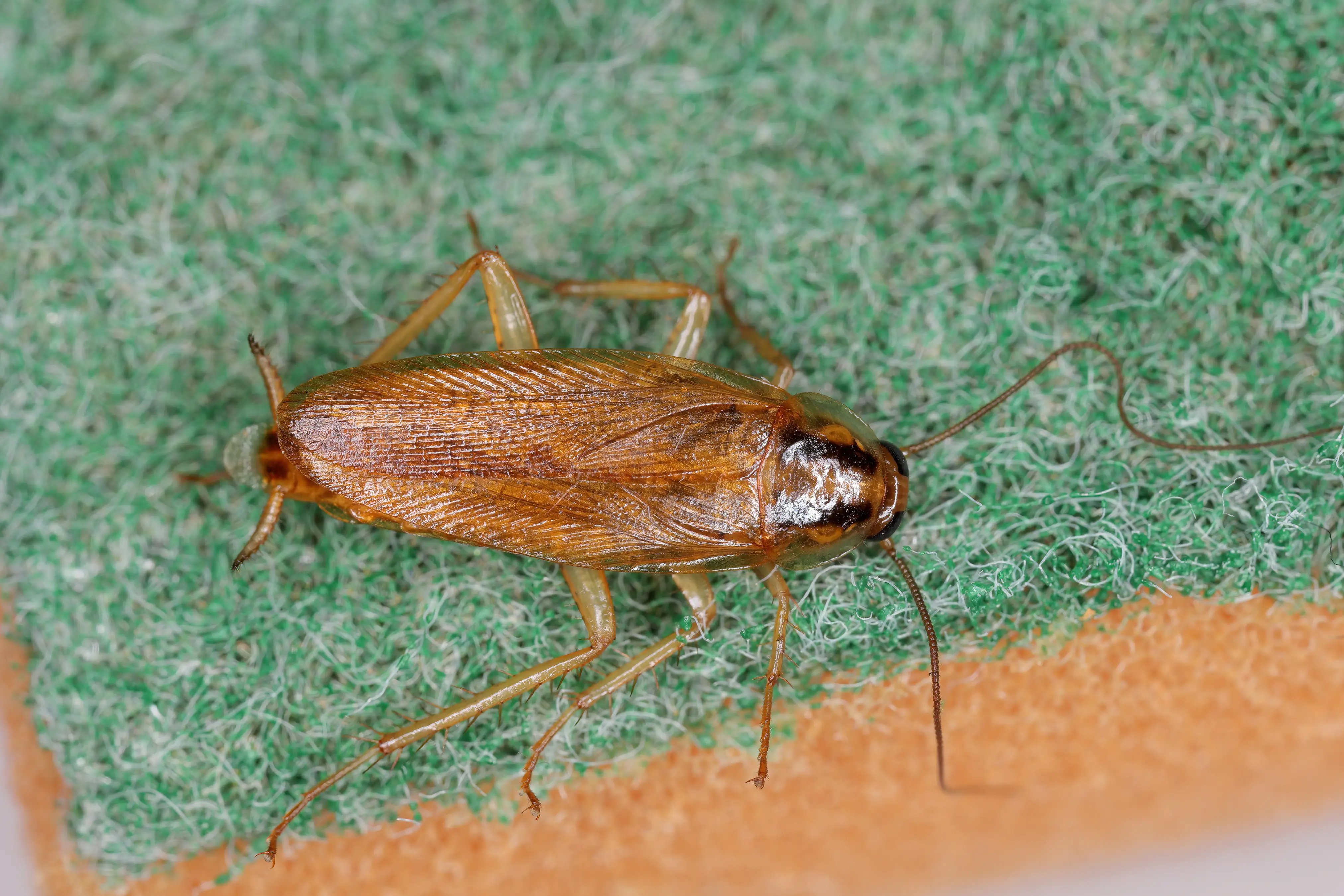 What Are German Cockroaches? Complete Identification Guide