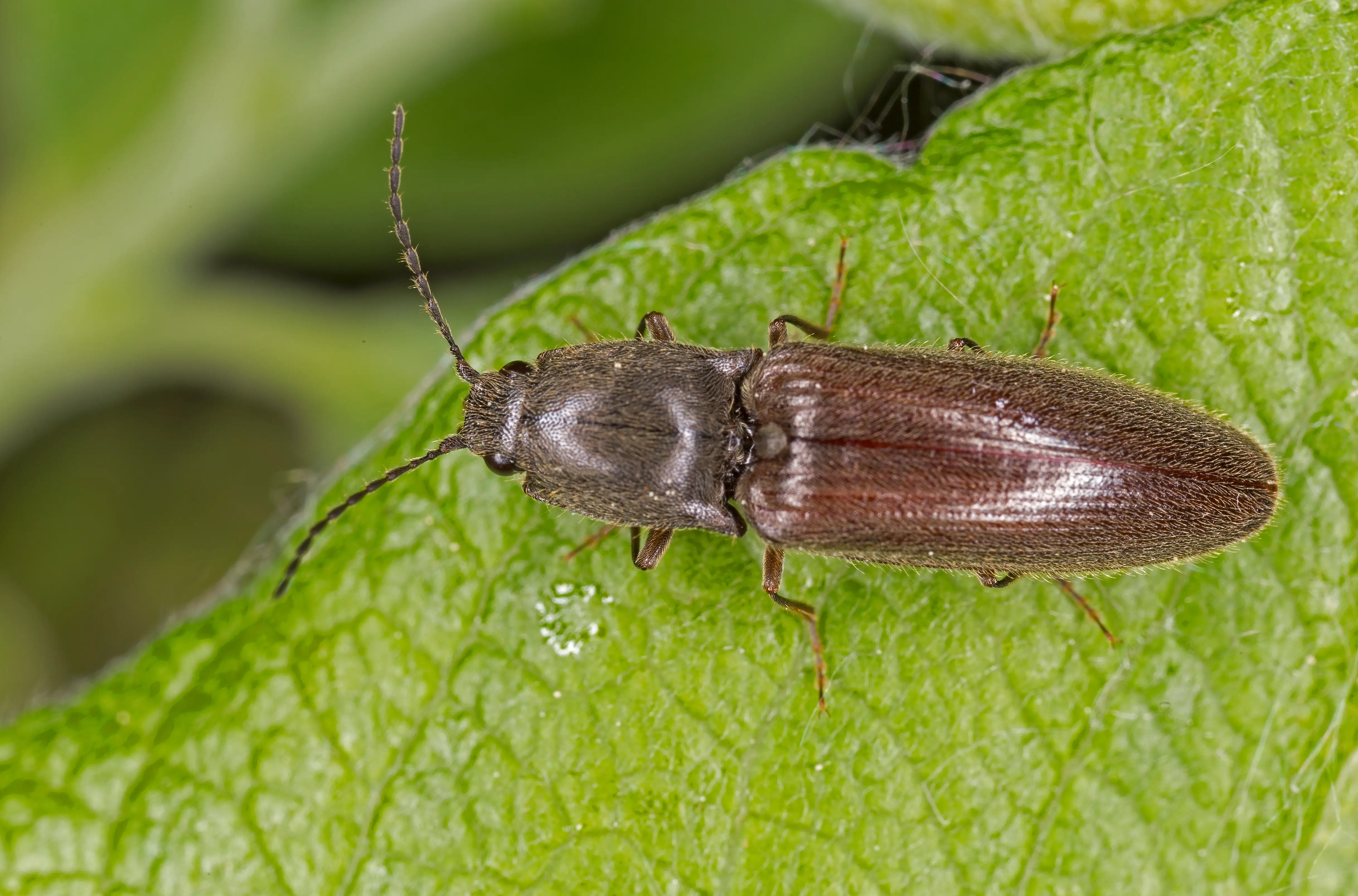 How to Get Rid of Beetles: Complete Removal Guide