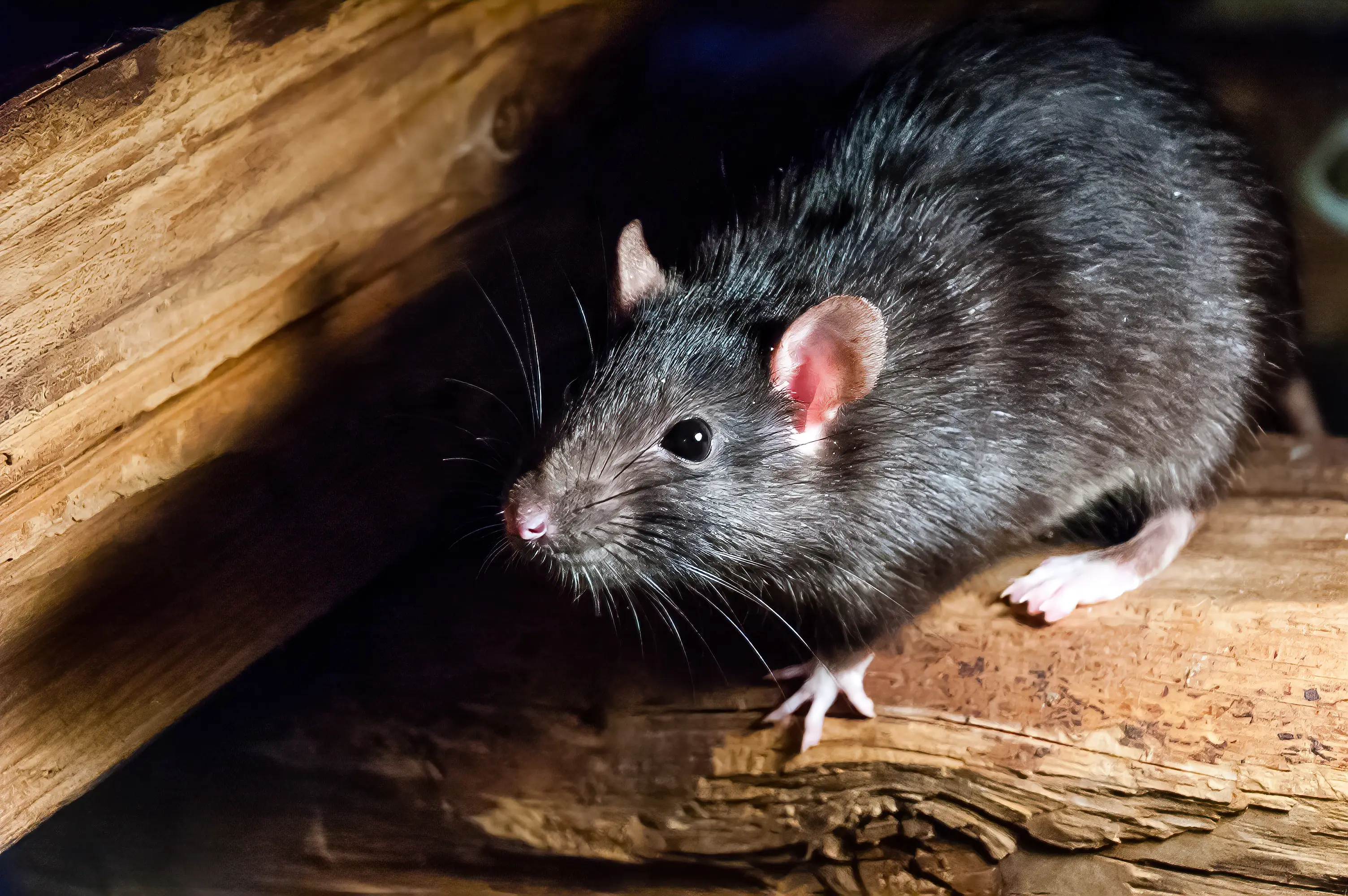 Professional roof rat control technician inspecting attic for rat activity and entry points