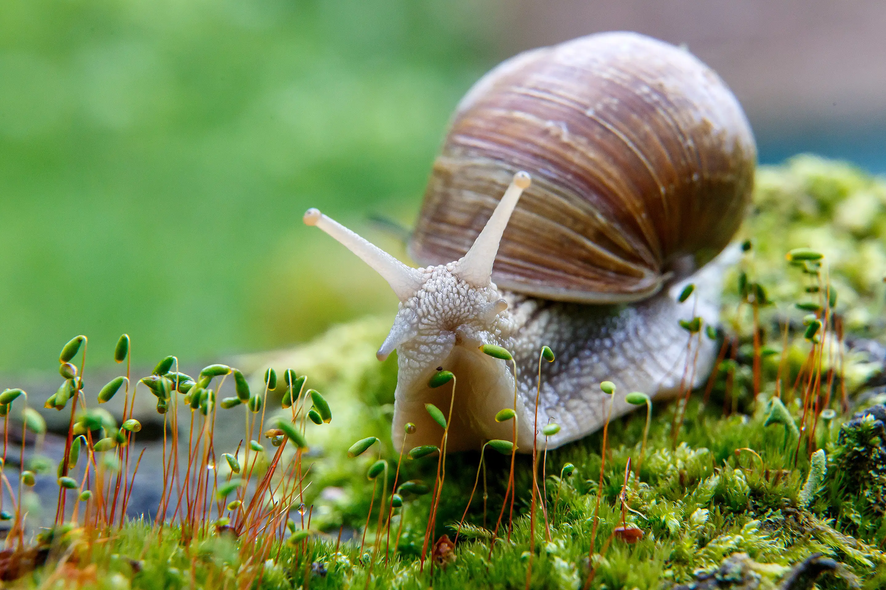 What Do Snails Eat? Complete Diet Guide