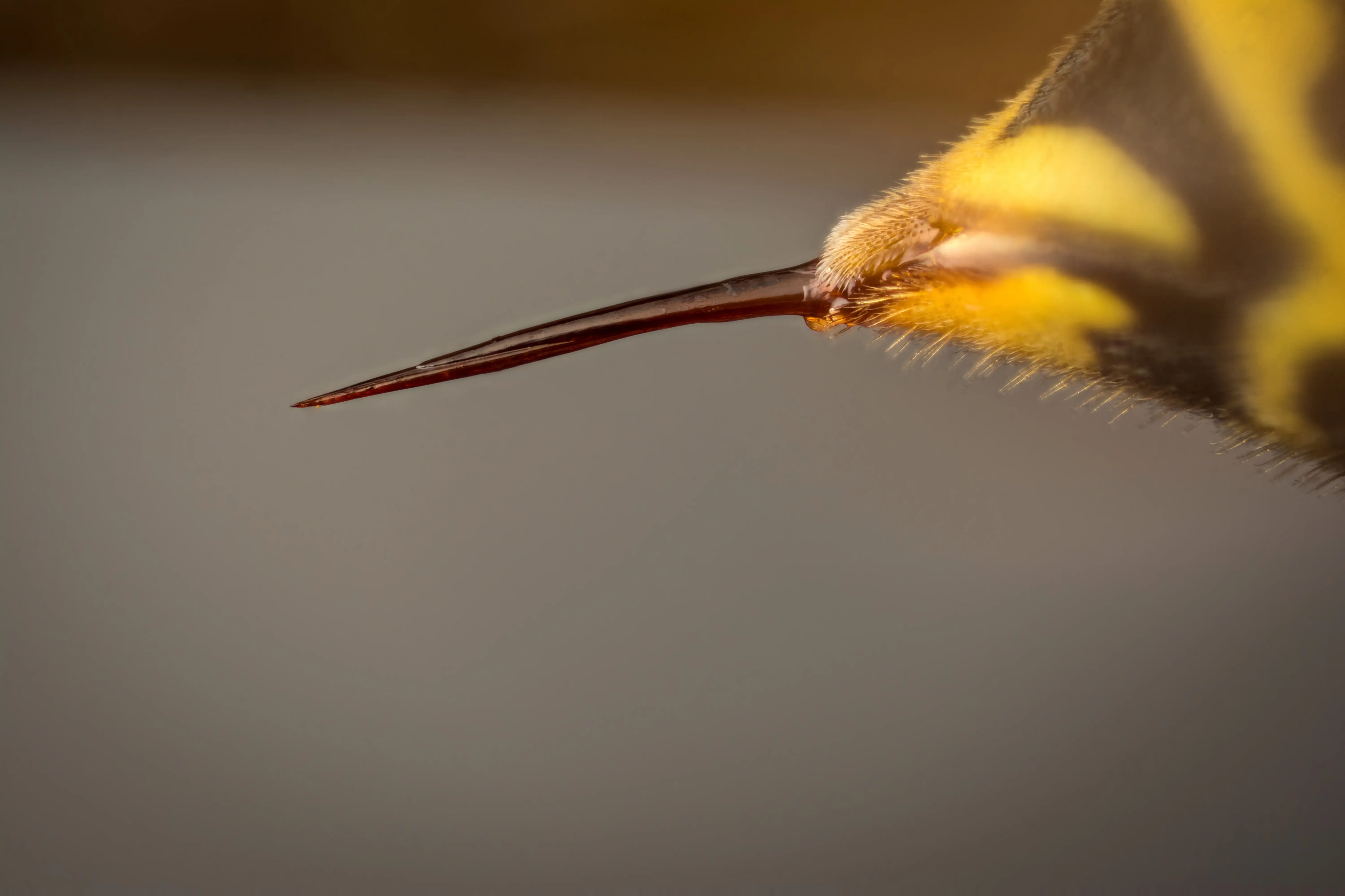Common Insects with a Stinger: Identification Guide