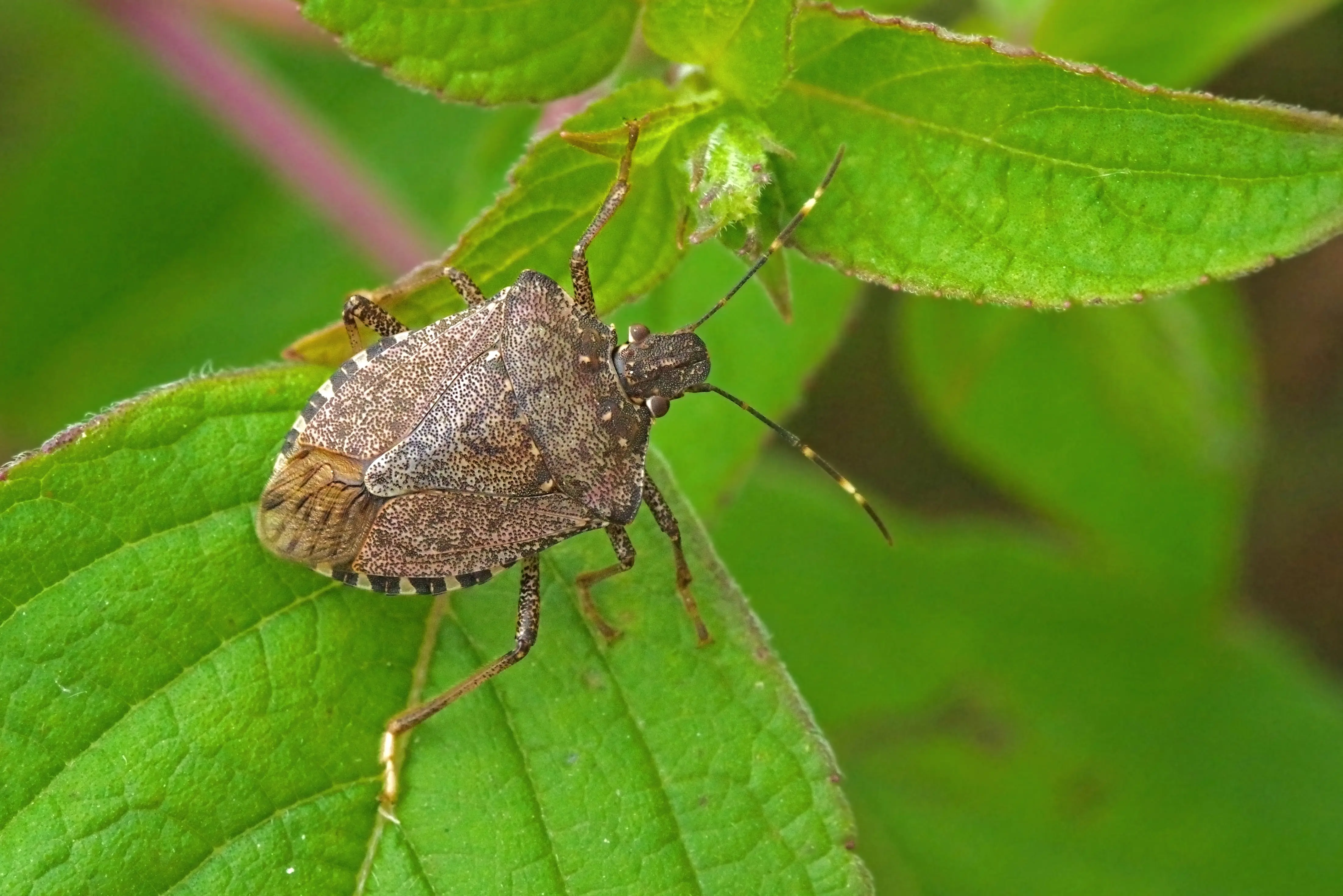 Stink Bug Control