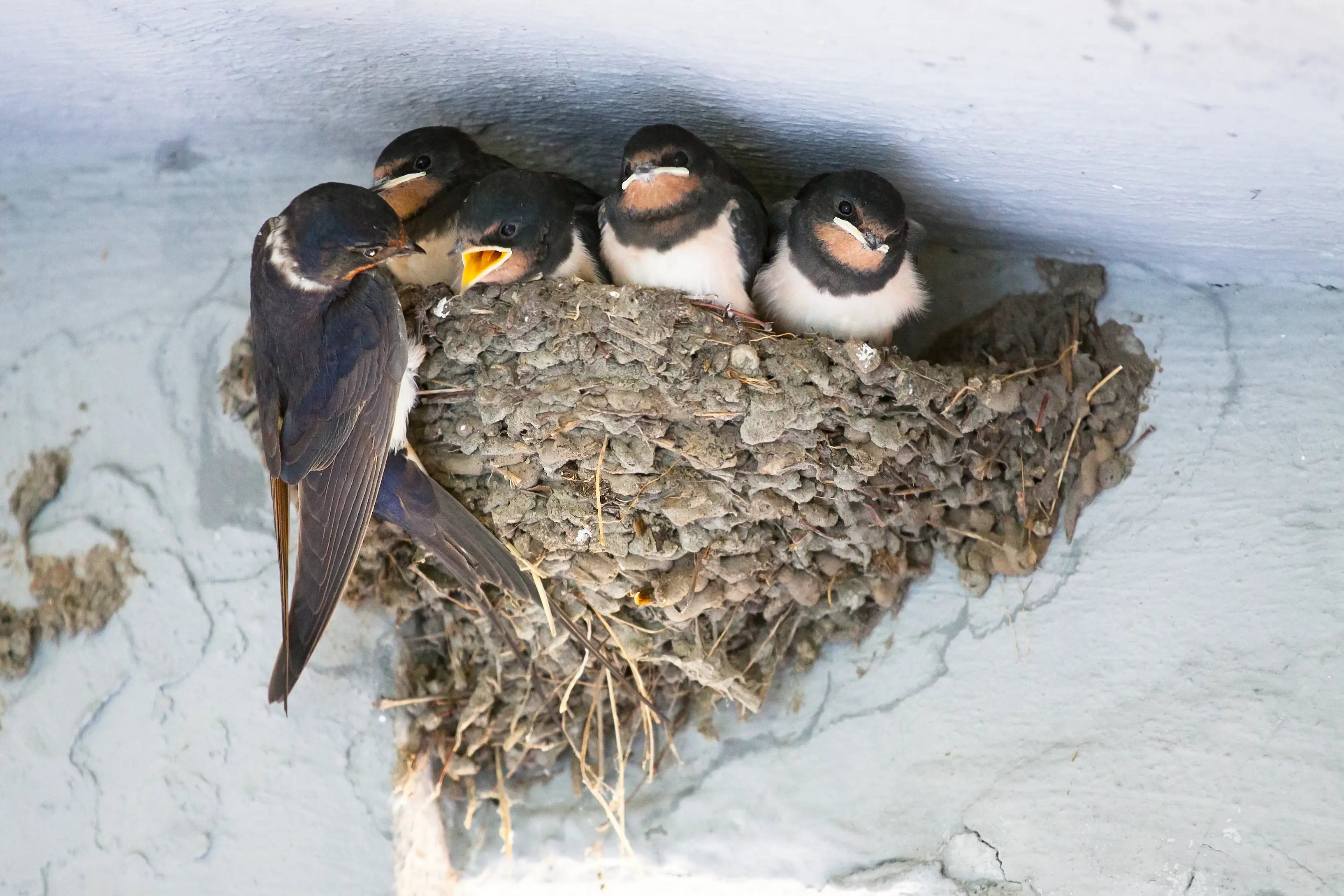 Professional bird control technician installing swallow deterrent systems on building exterior