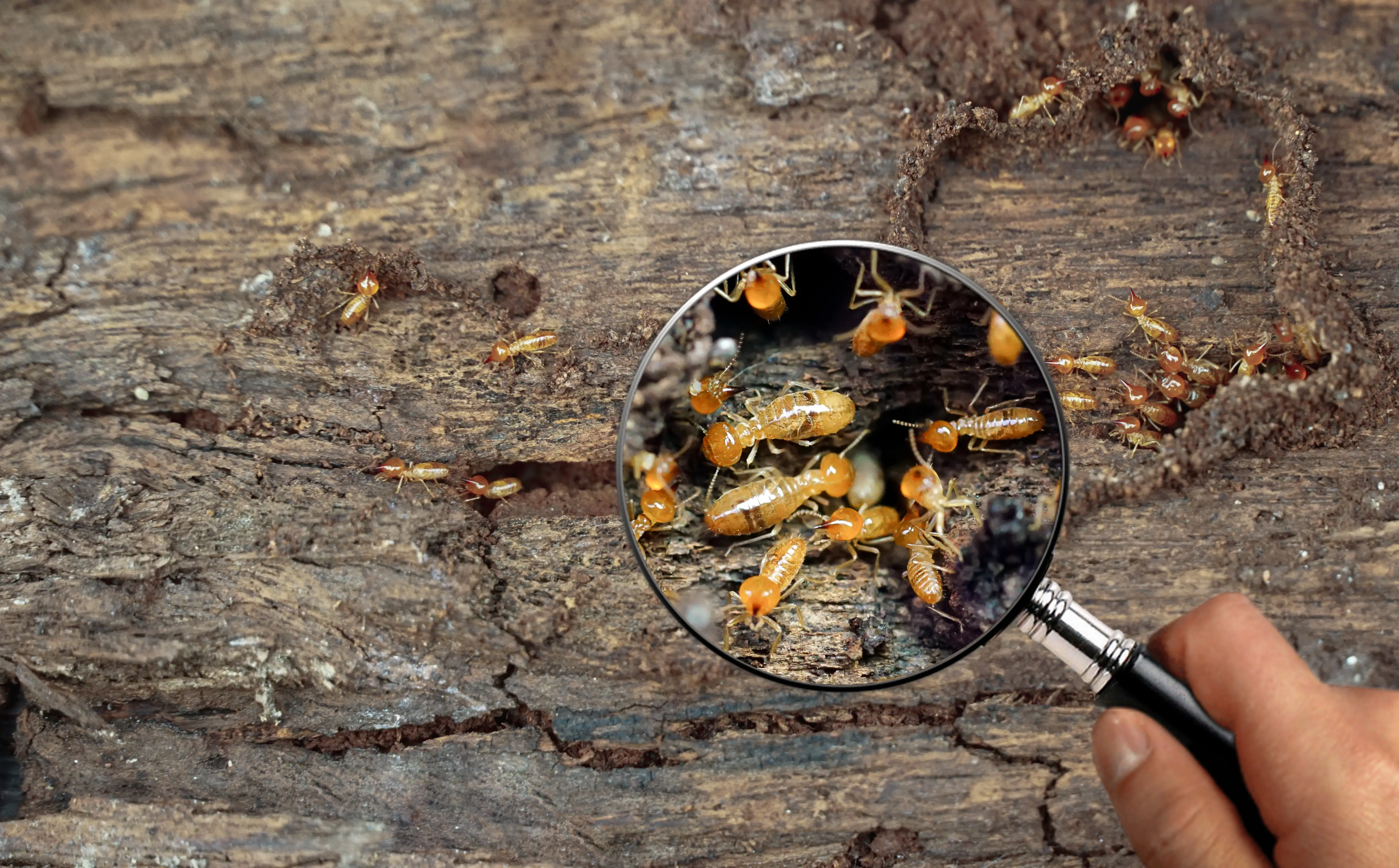 Licensed termite inspector examining wooden structure for termite activity