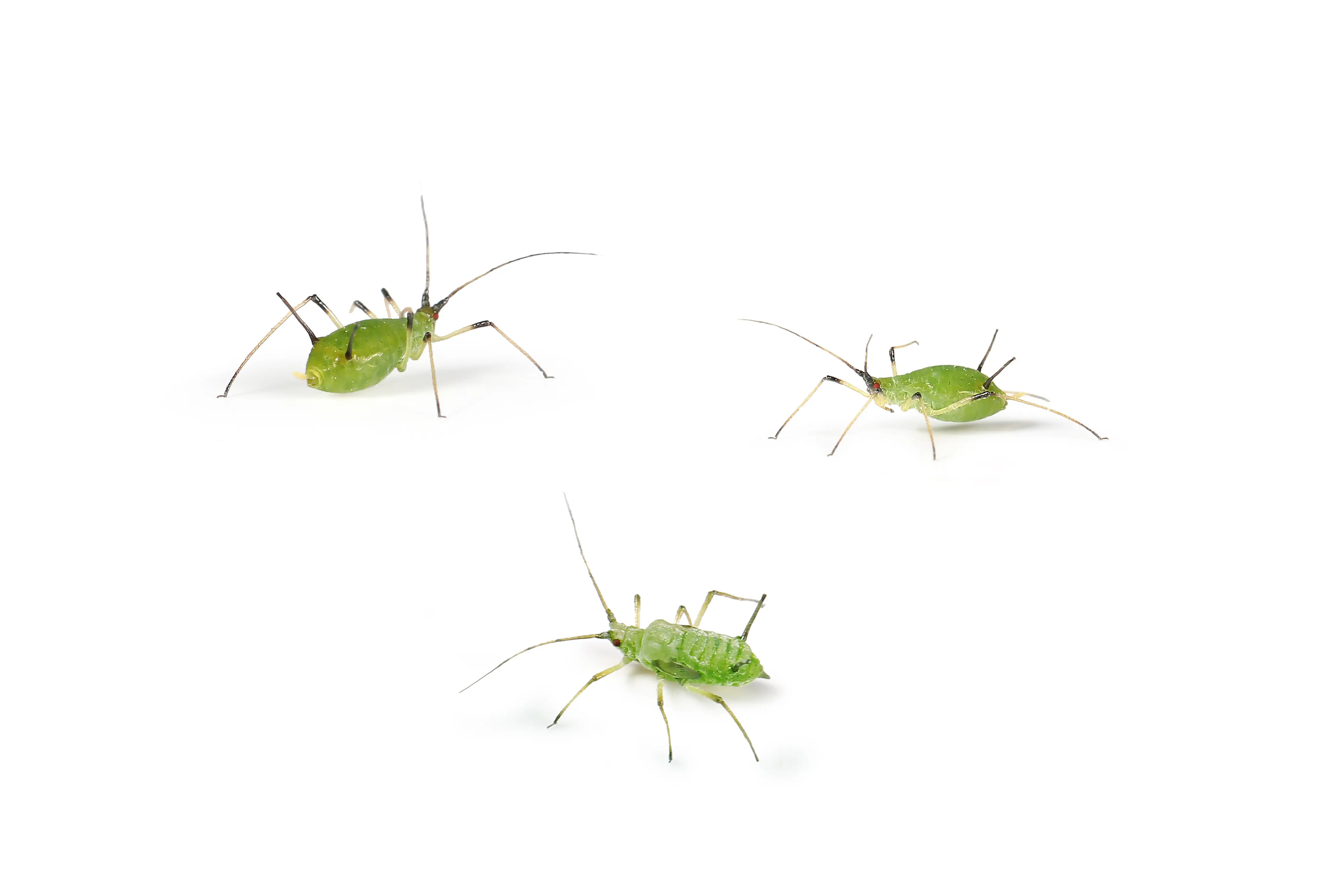 What Are Aphids? Identification, Damage & Control Guide