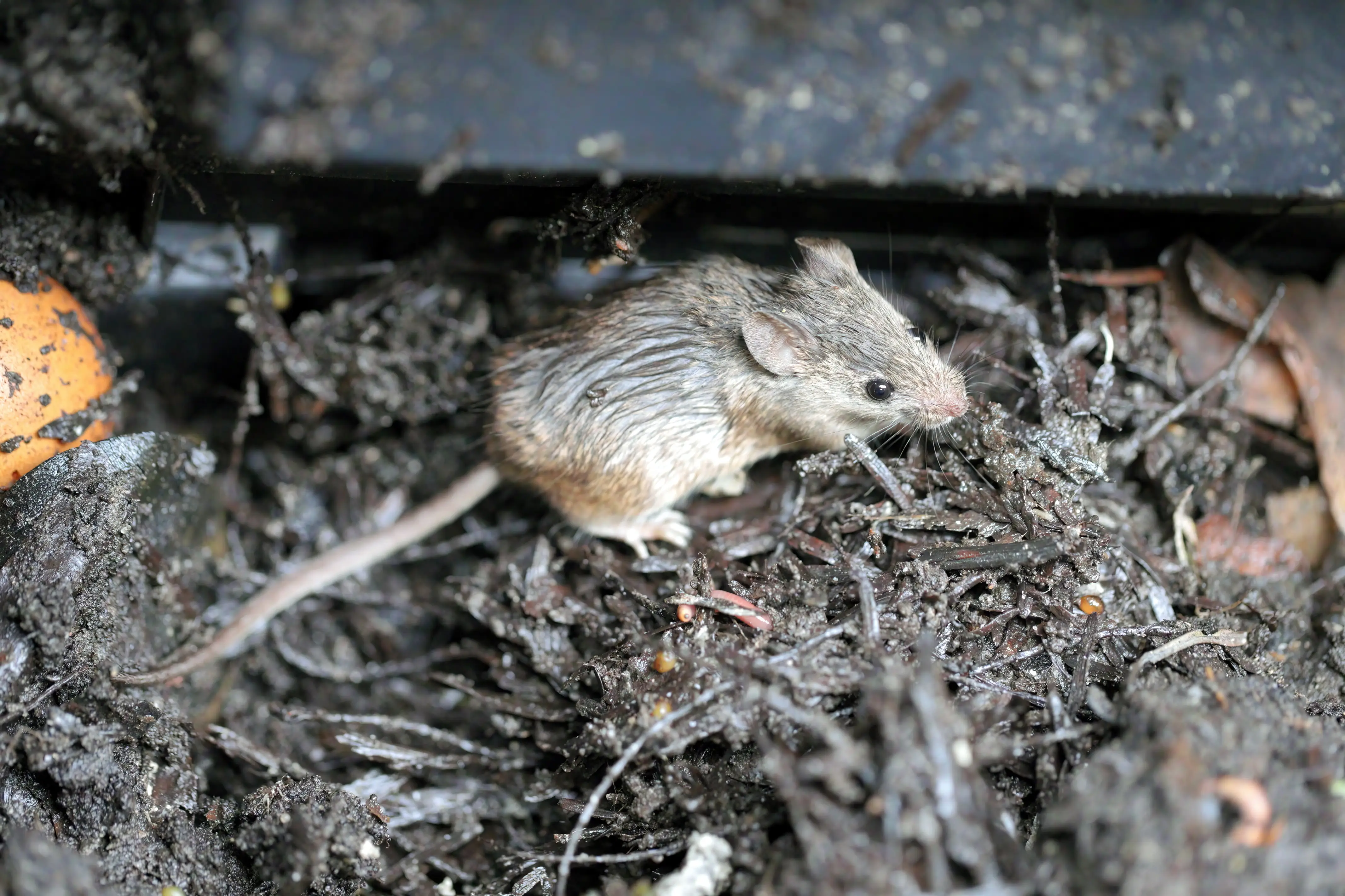 Winter Pest Control: Complete Guide to Cold Weather Pest Management