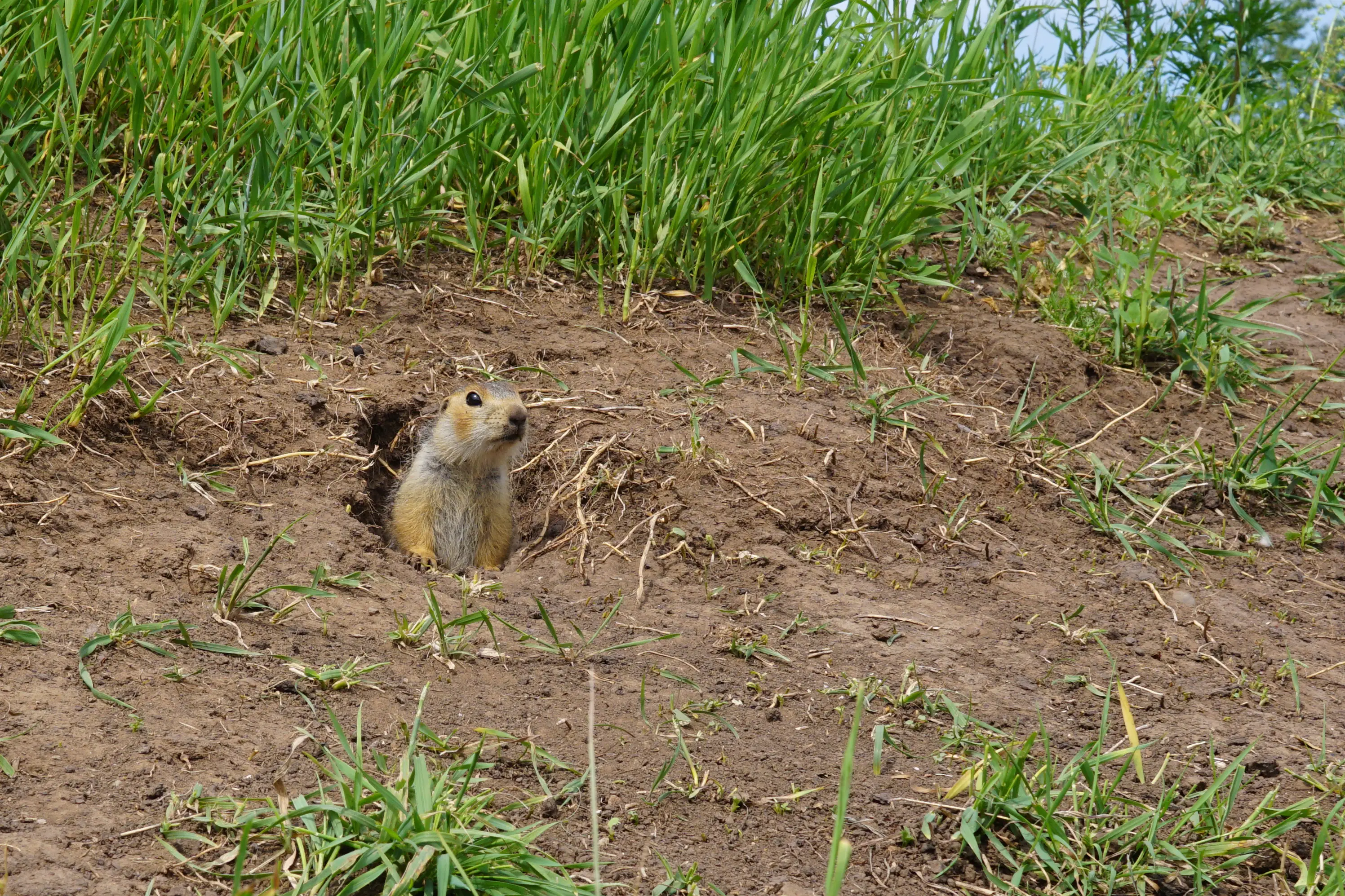 Mole damage and tunnels in residential lawn