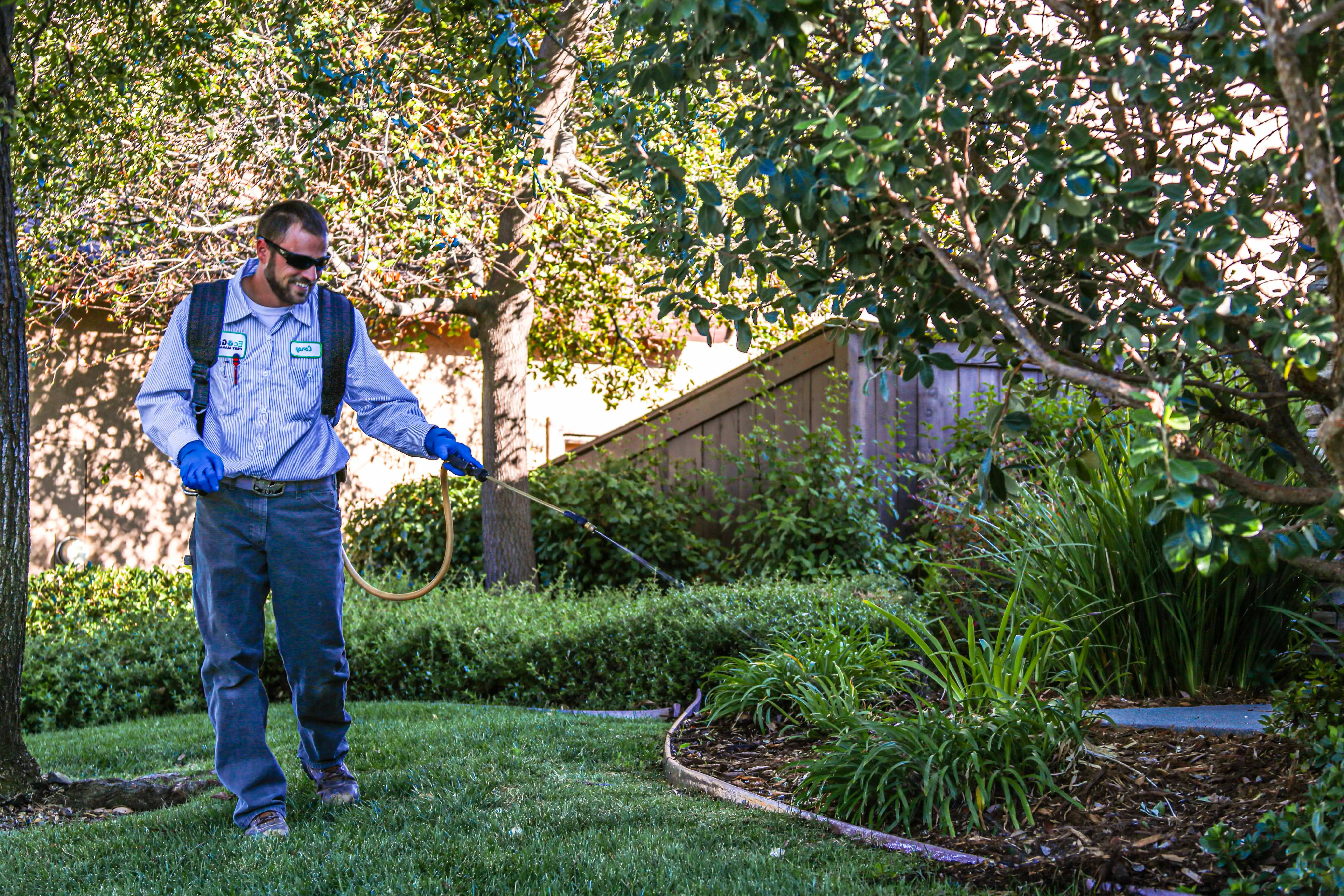 Lawn damage from surface feeding insects like chinch bugs