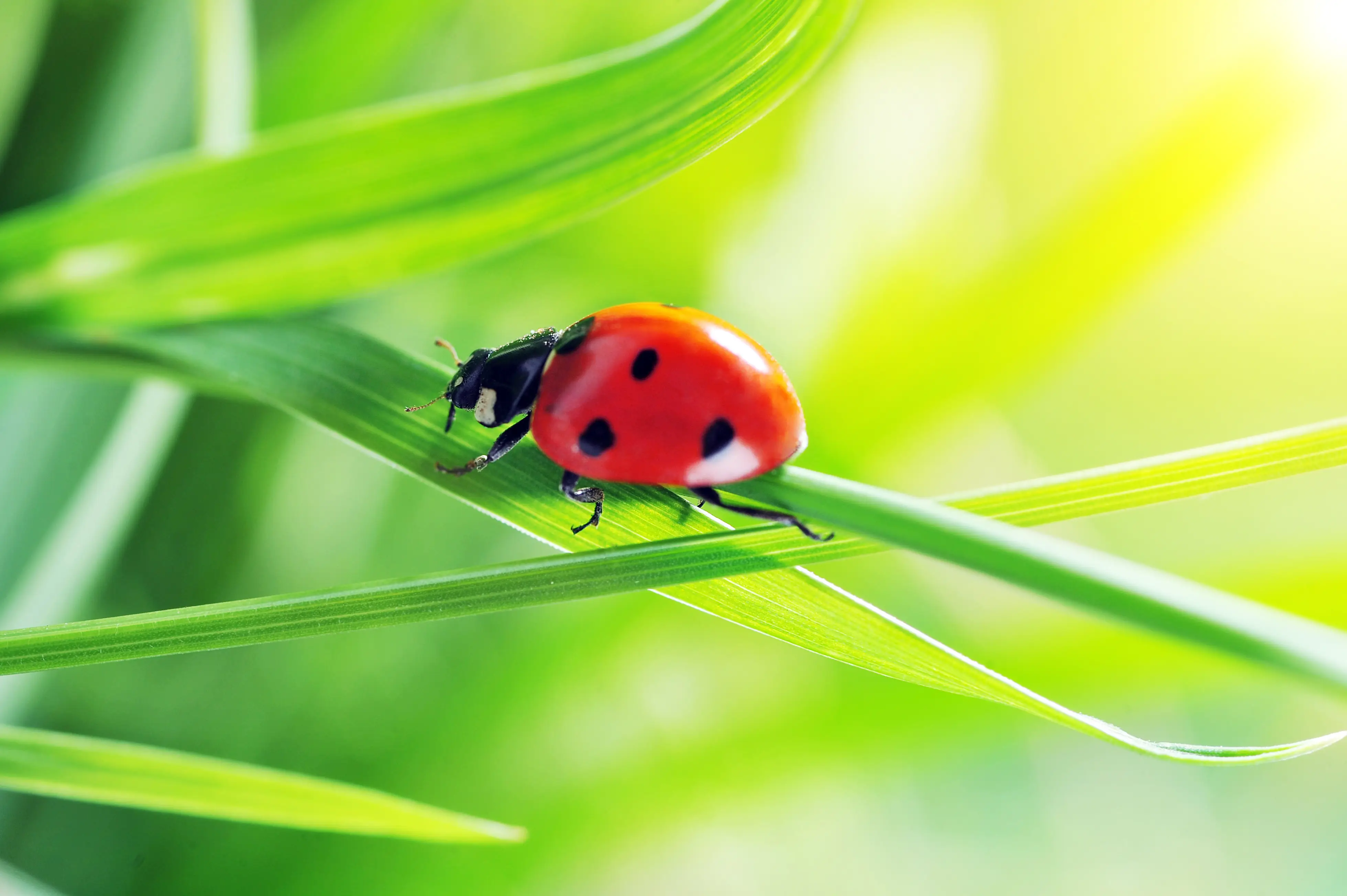 Beneficial predatory insects that control thrips naturally