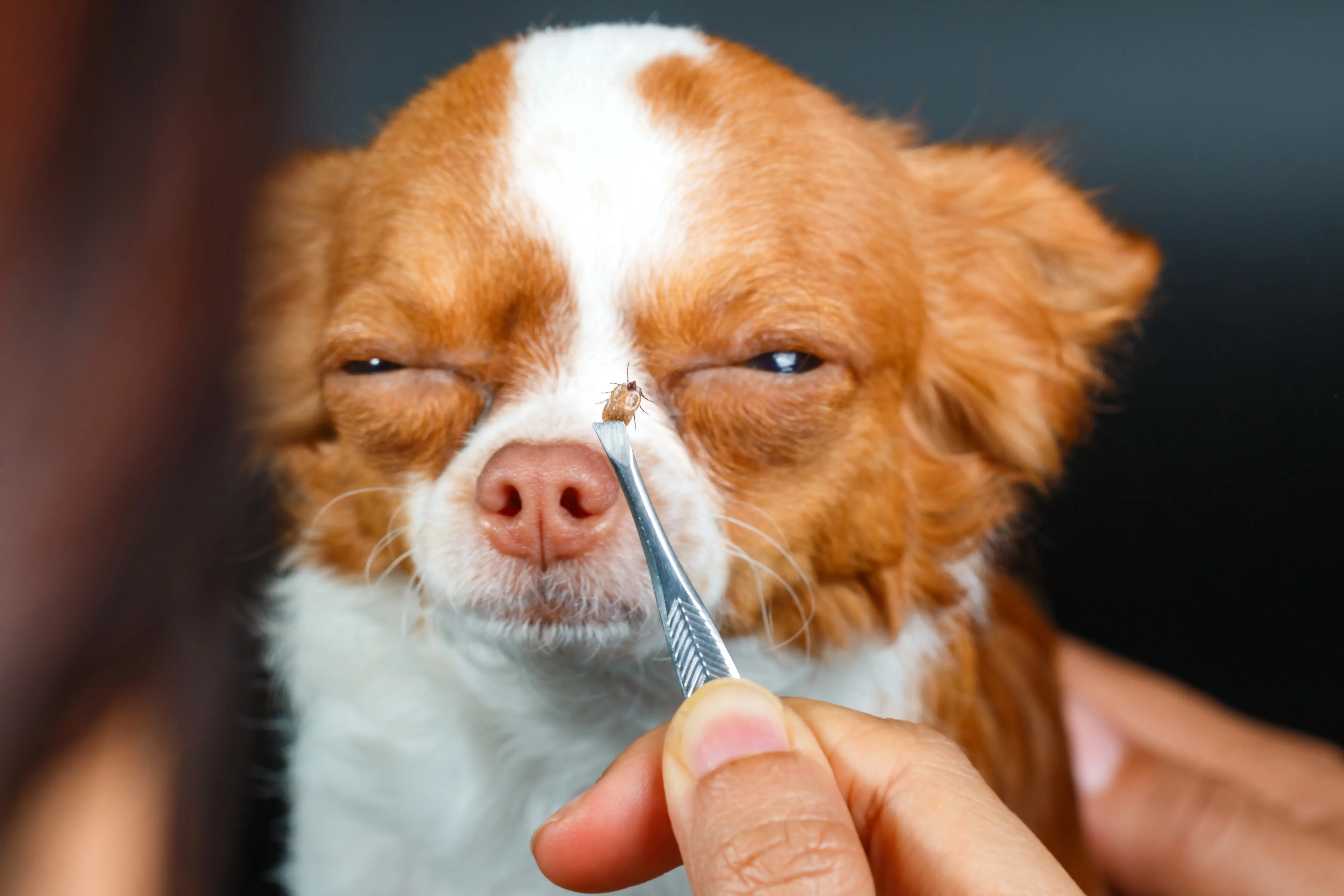 Tick found attached to pet dog during inspection