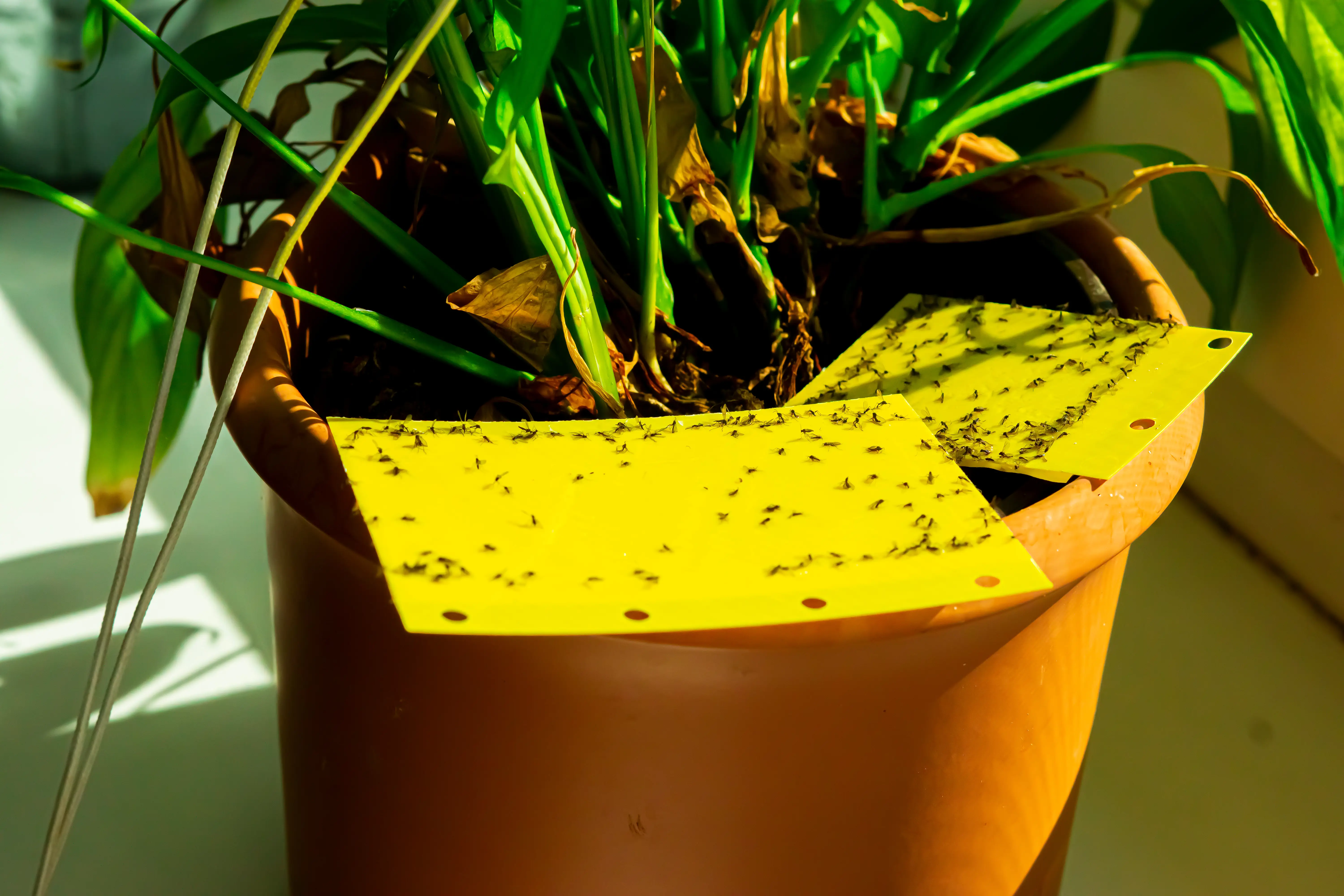 Yellow sticky traps installed for whitefly monitoring and control