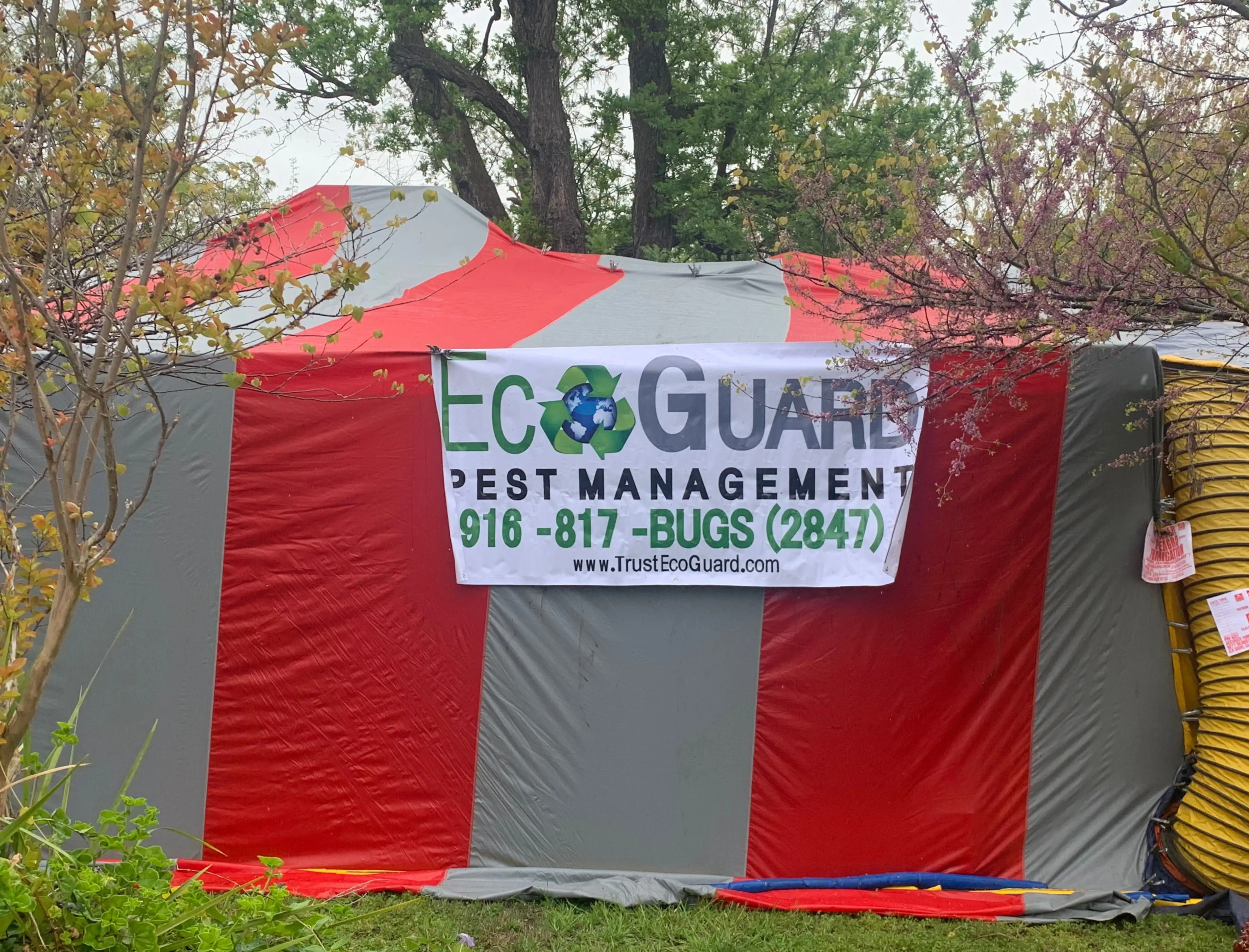 Termite inspection and treatment Carson City