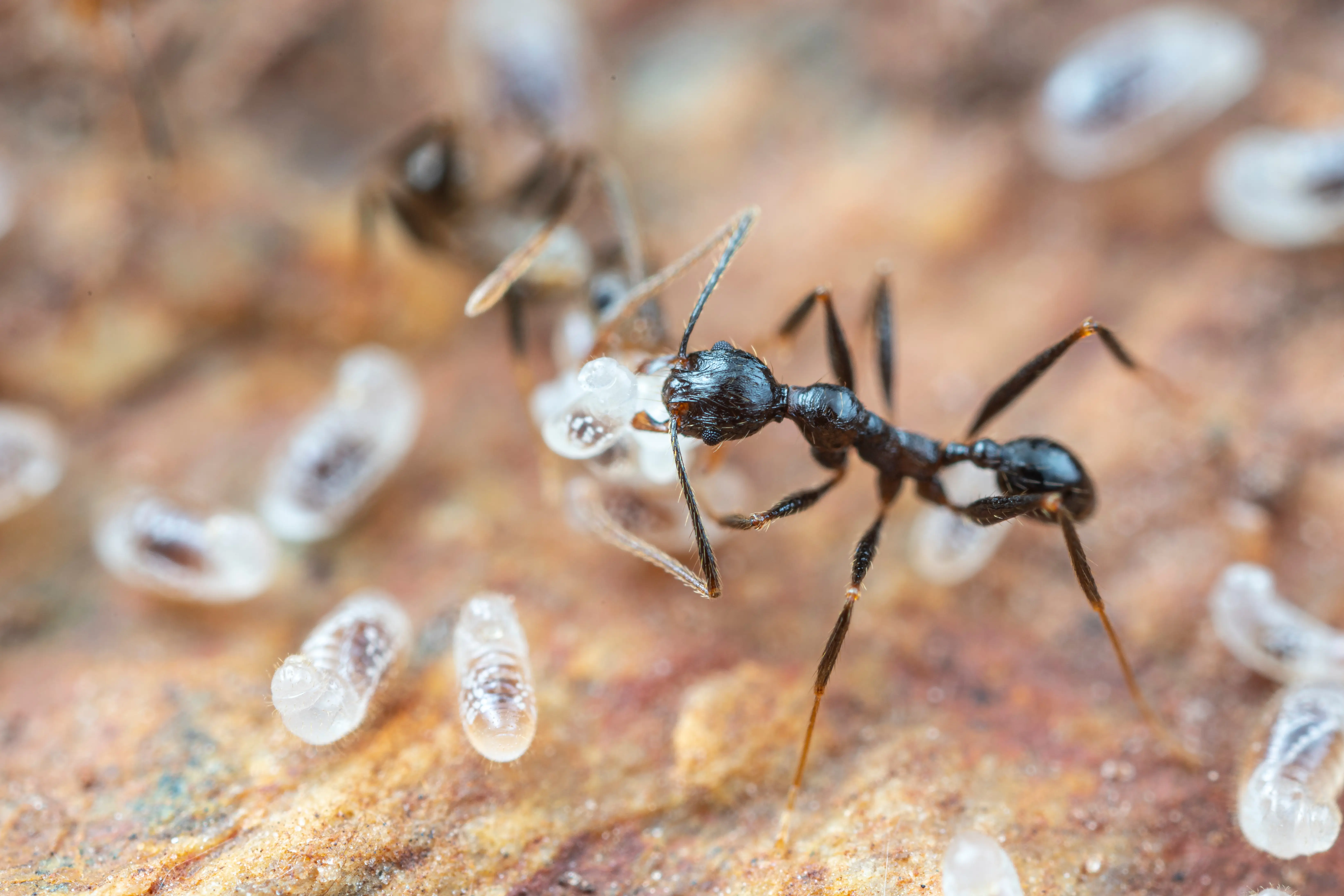 Understanding Ant Colony Structure and Hierarchy