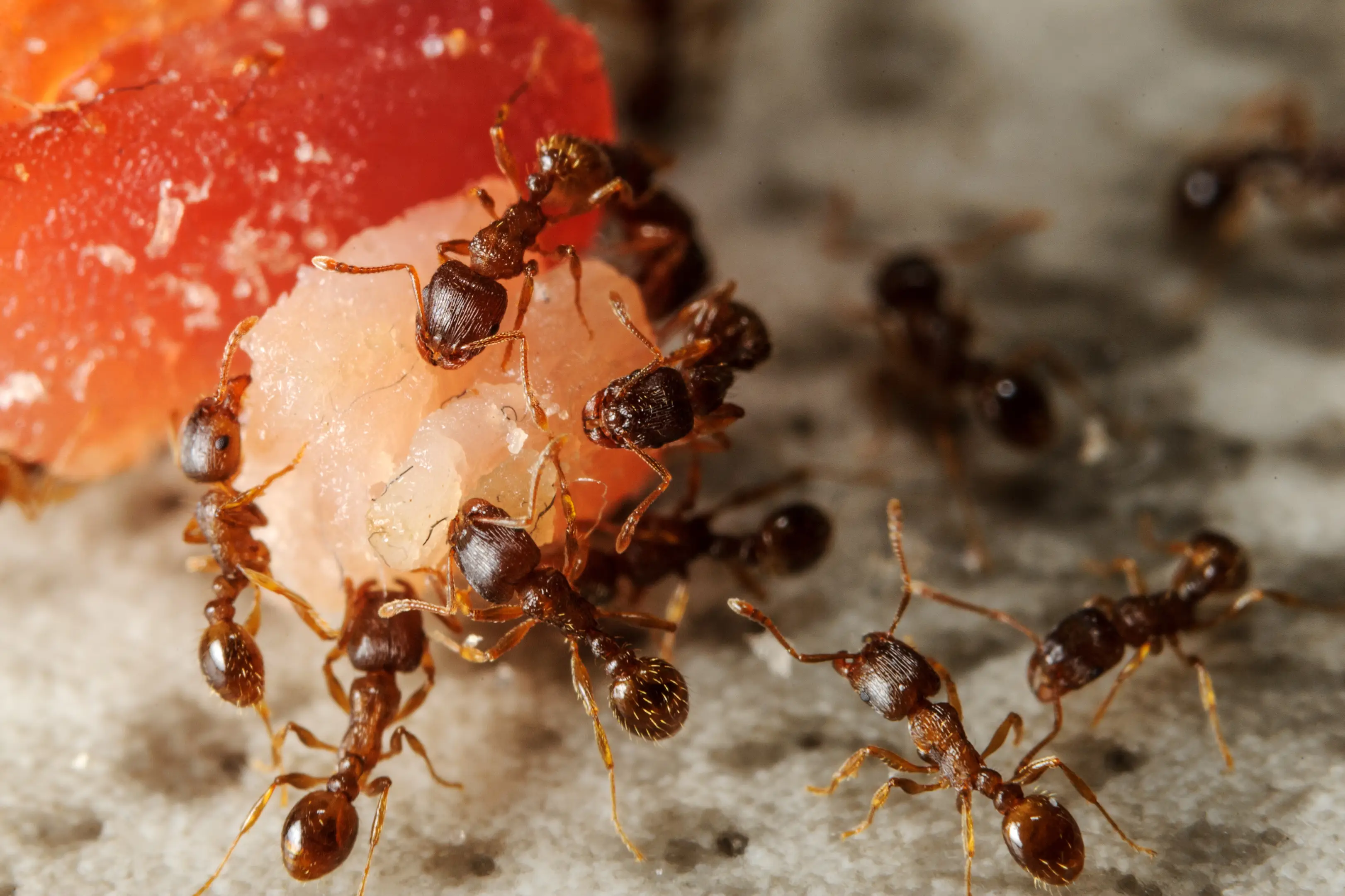Ants foraging for food