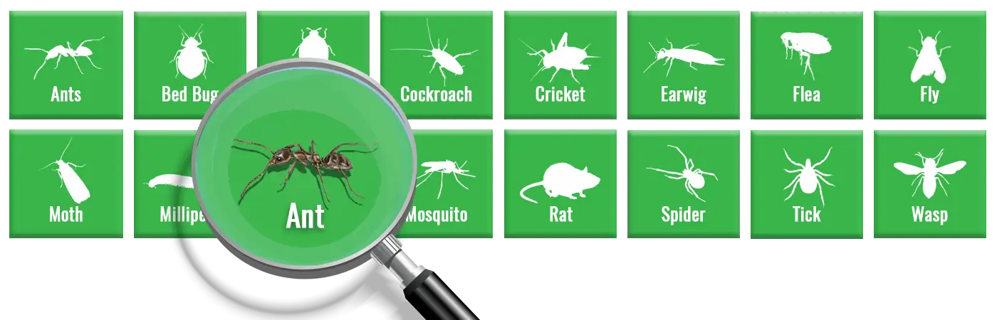 What's the Lifespan of an Ant? Guide to Ant's Life Cycle