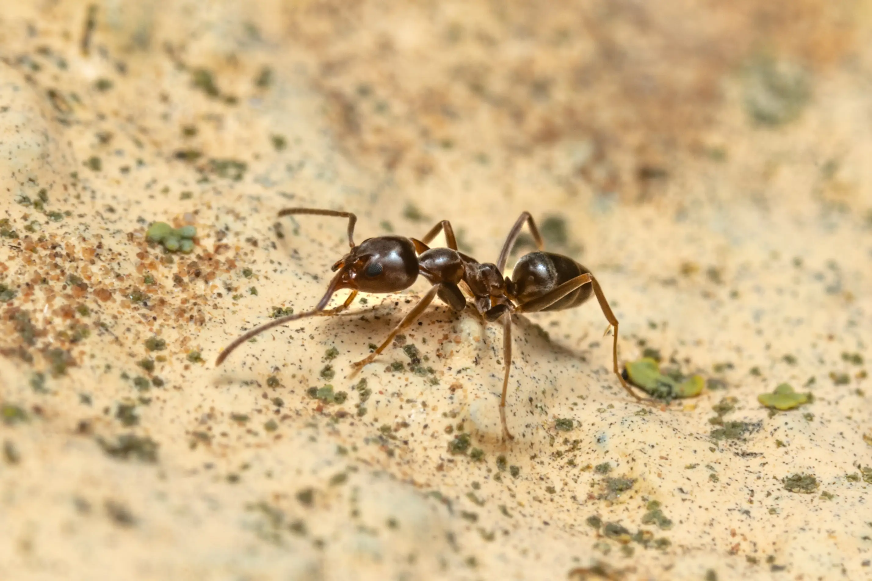 14 Natural Ant Repellent Strategies That Actually Work