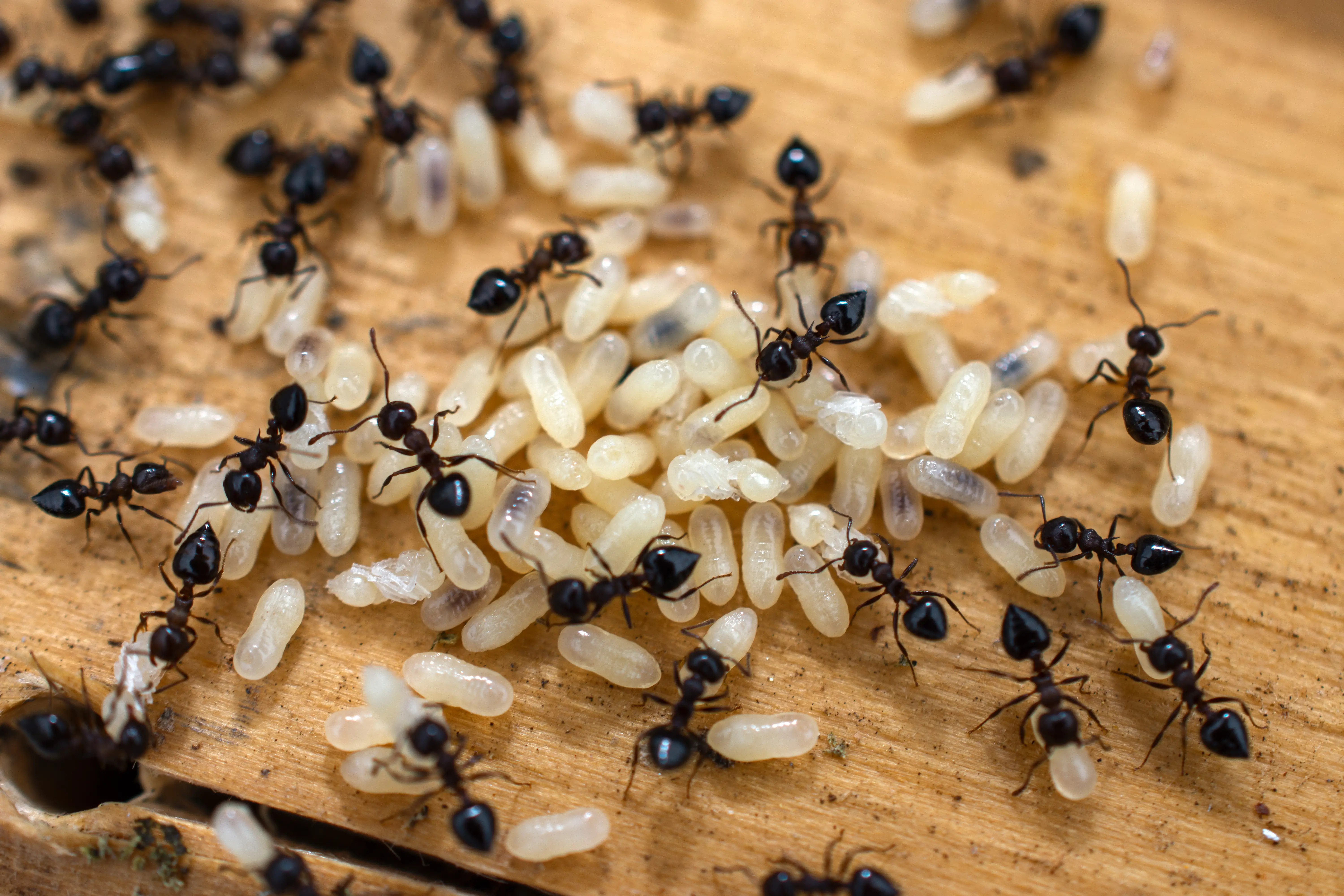 Winged ants during nuptial flight
