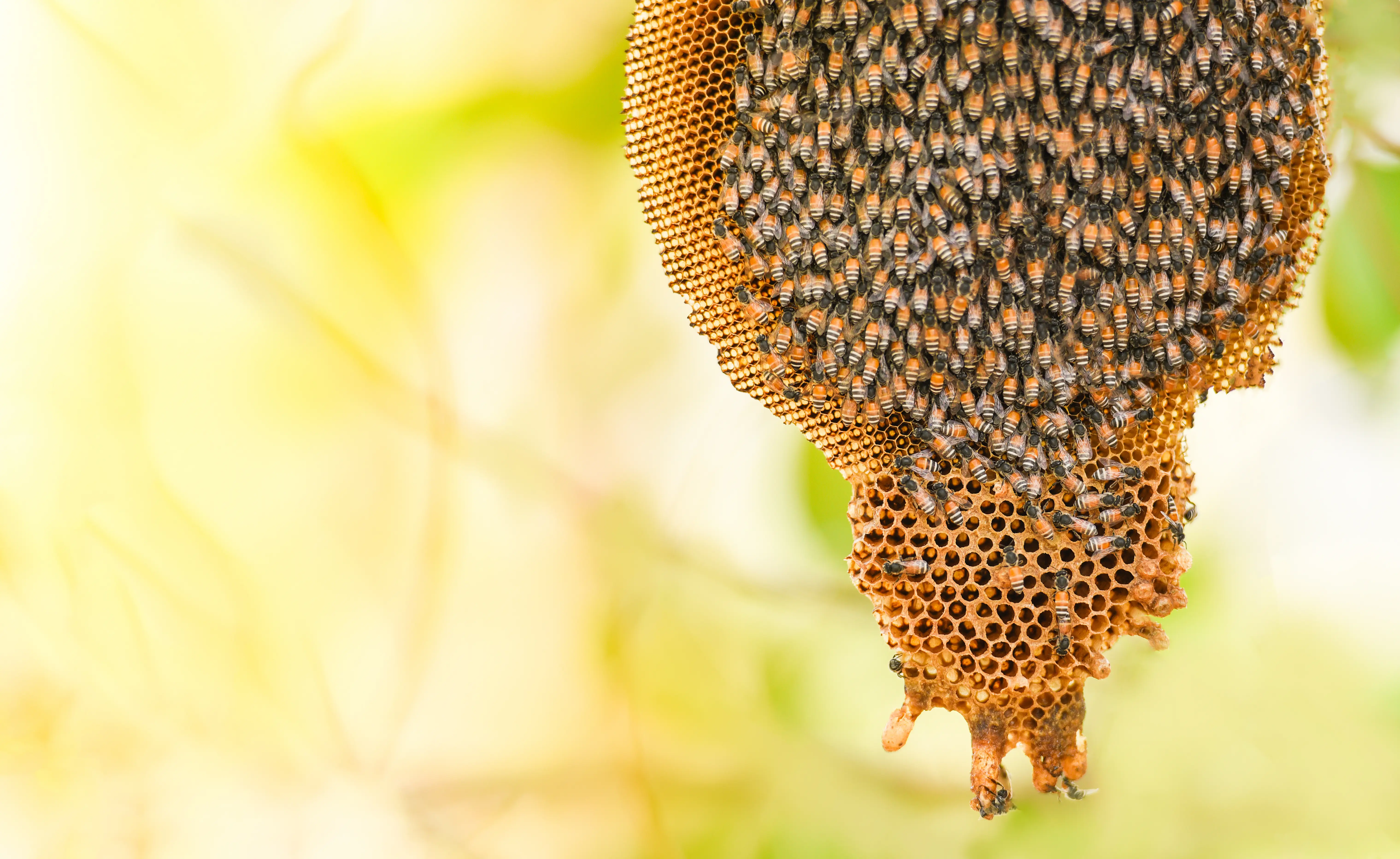 Honeybees on honeycomb in healthy hive