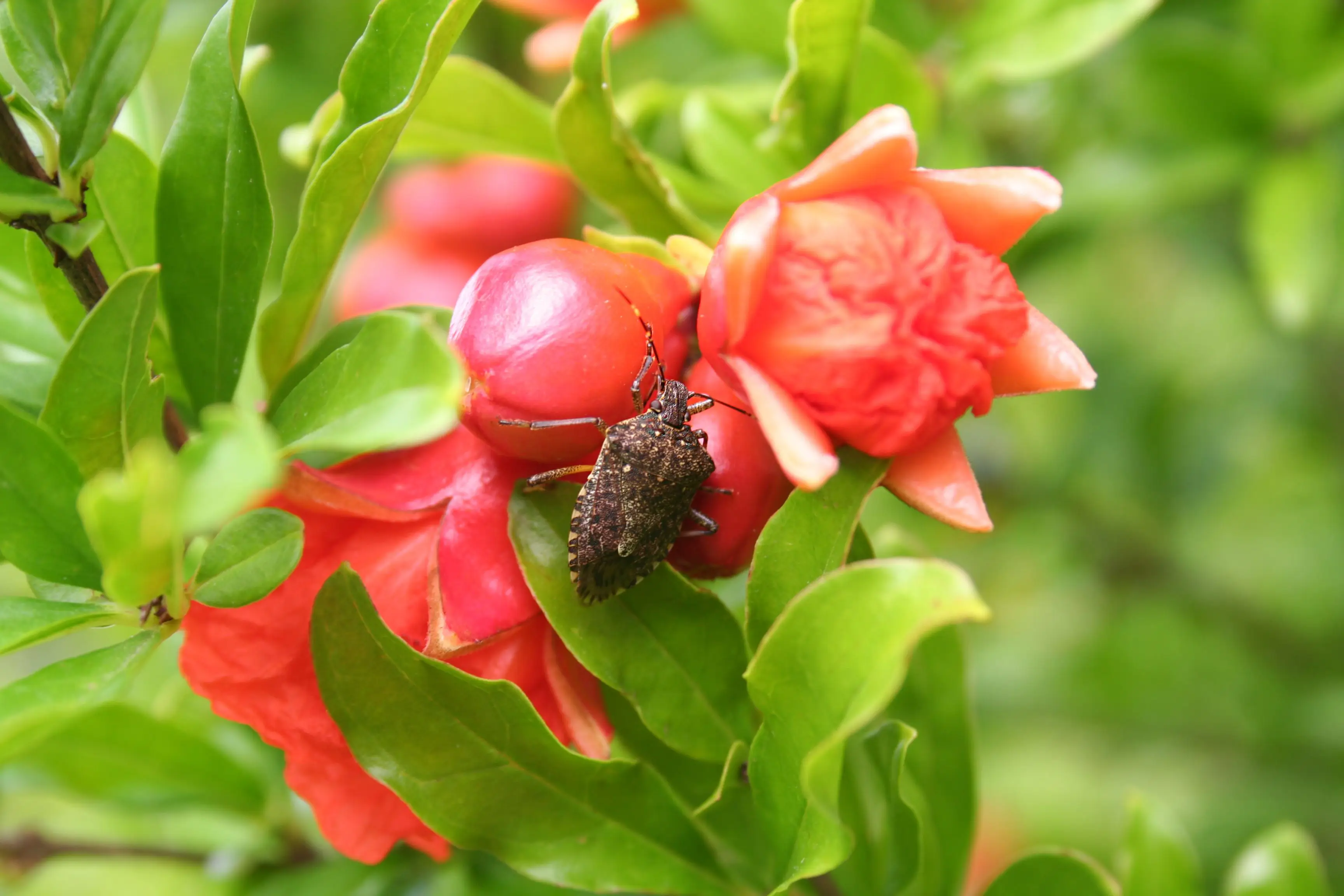 What Attracts Stink Bugs in Your House?