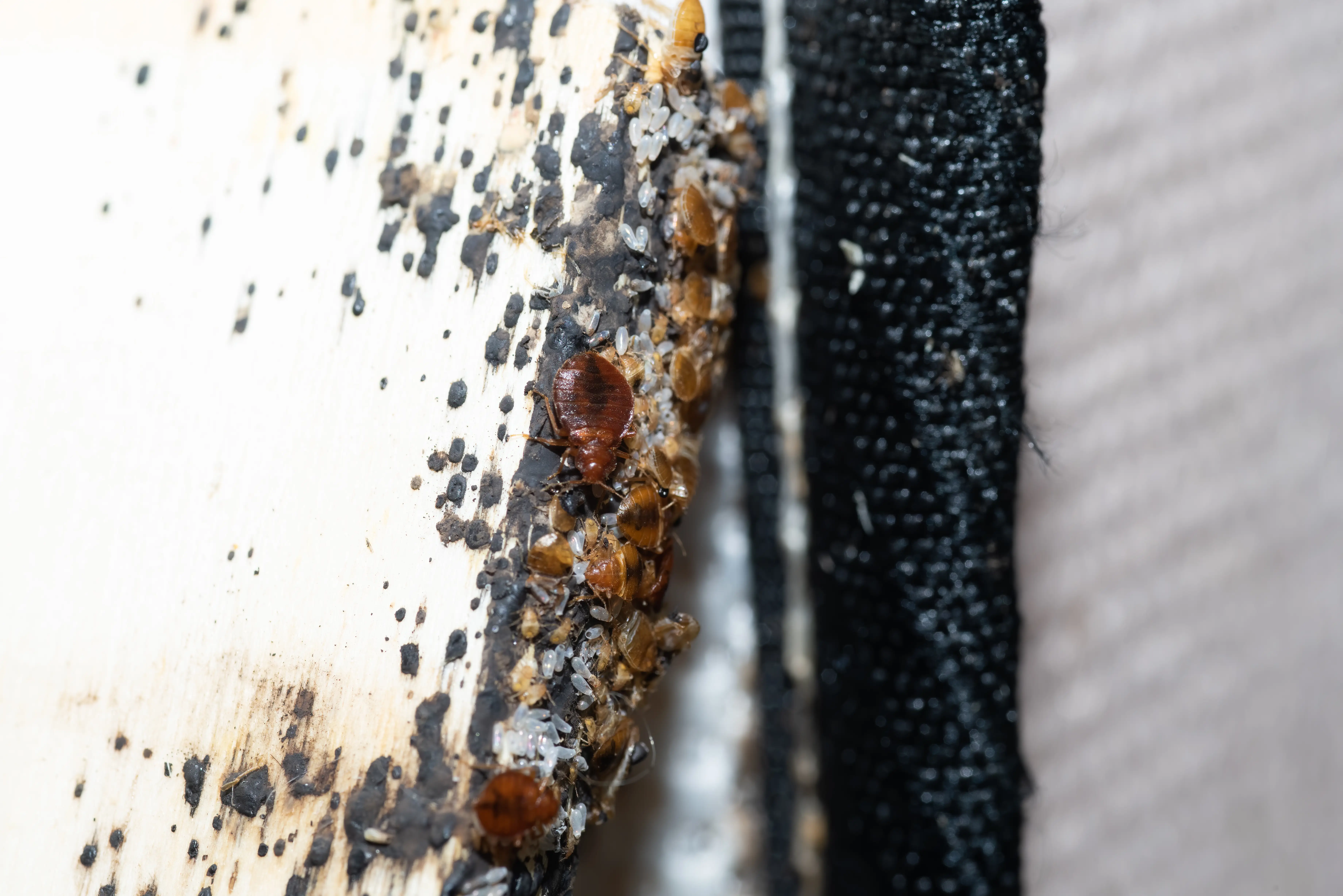 What Do Bed Bug Eggs Look Like? Identification Guide