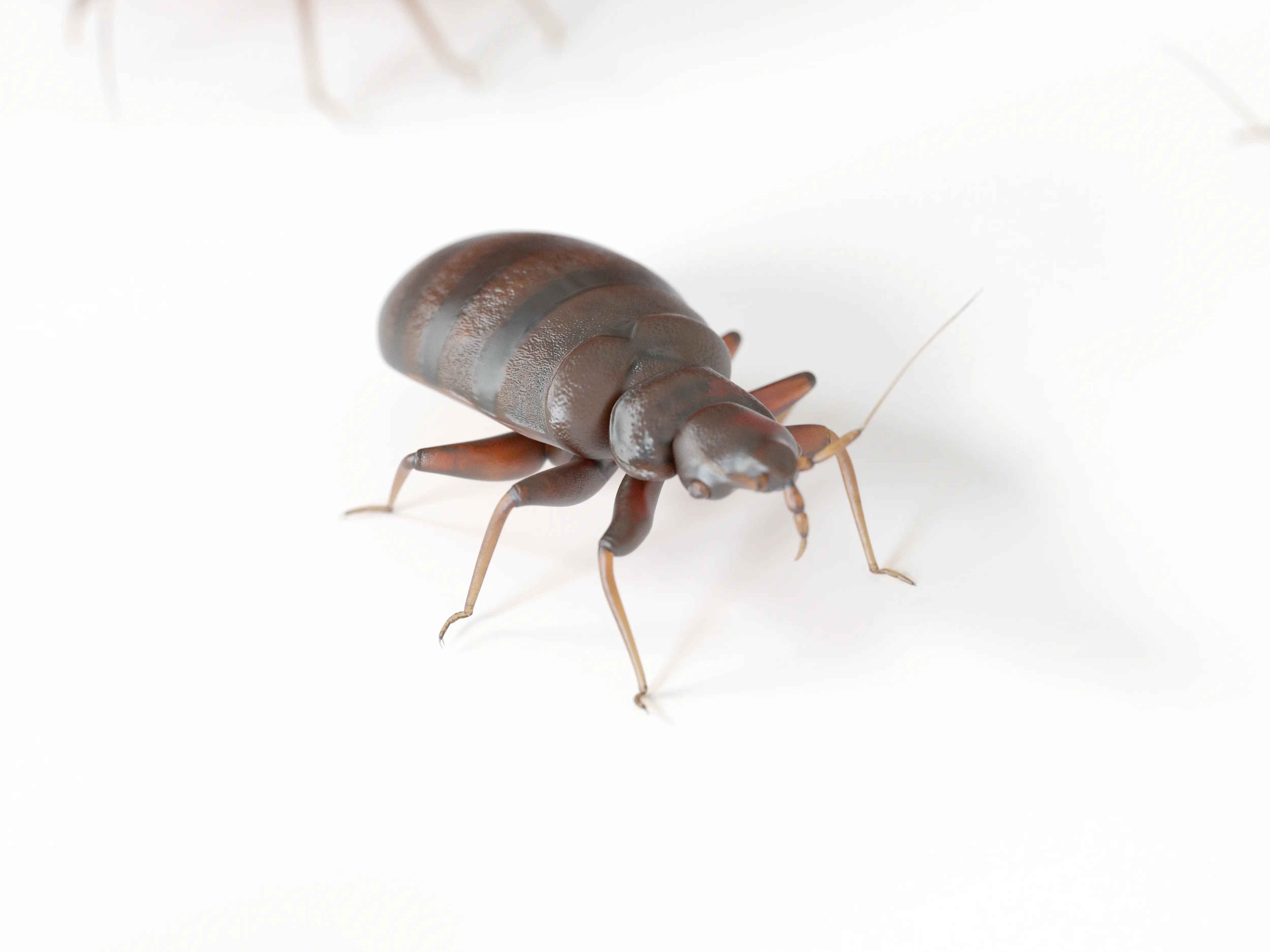 Bed bug life cycle stages from egg to adult
