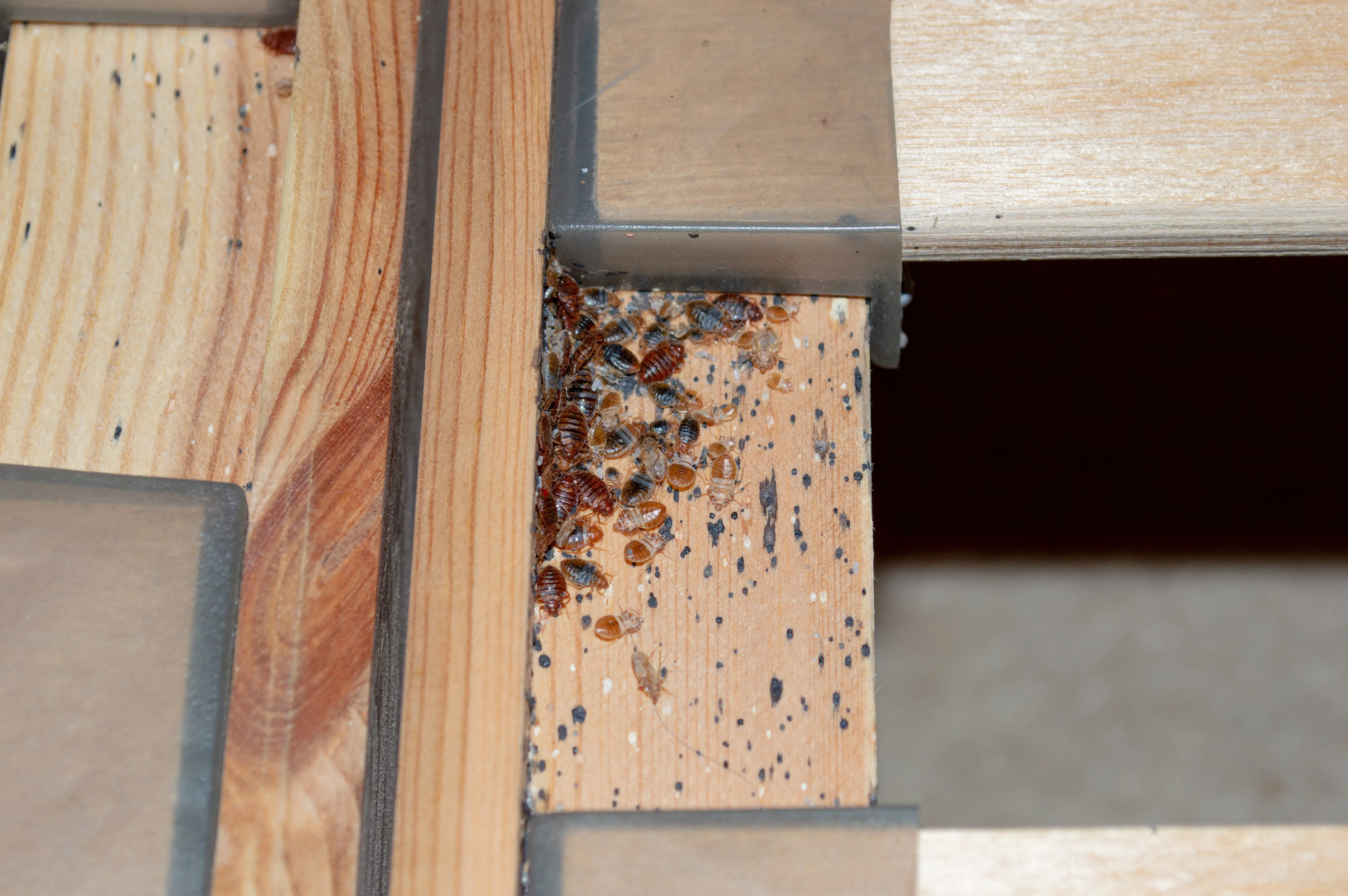 Are Bed Bugs Dangerous to Humans? Health Risks
