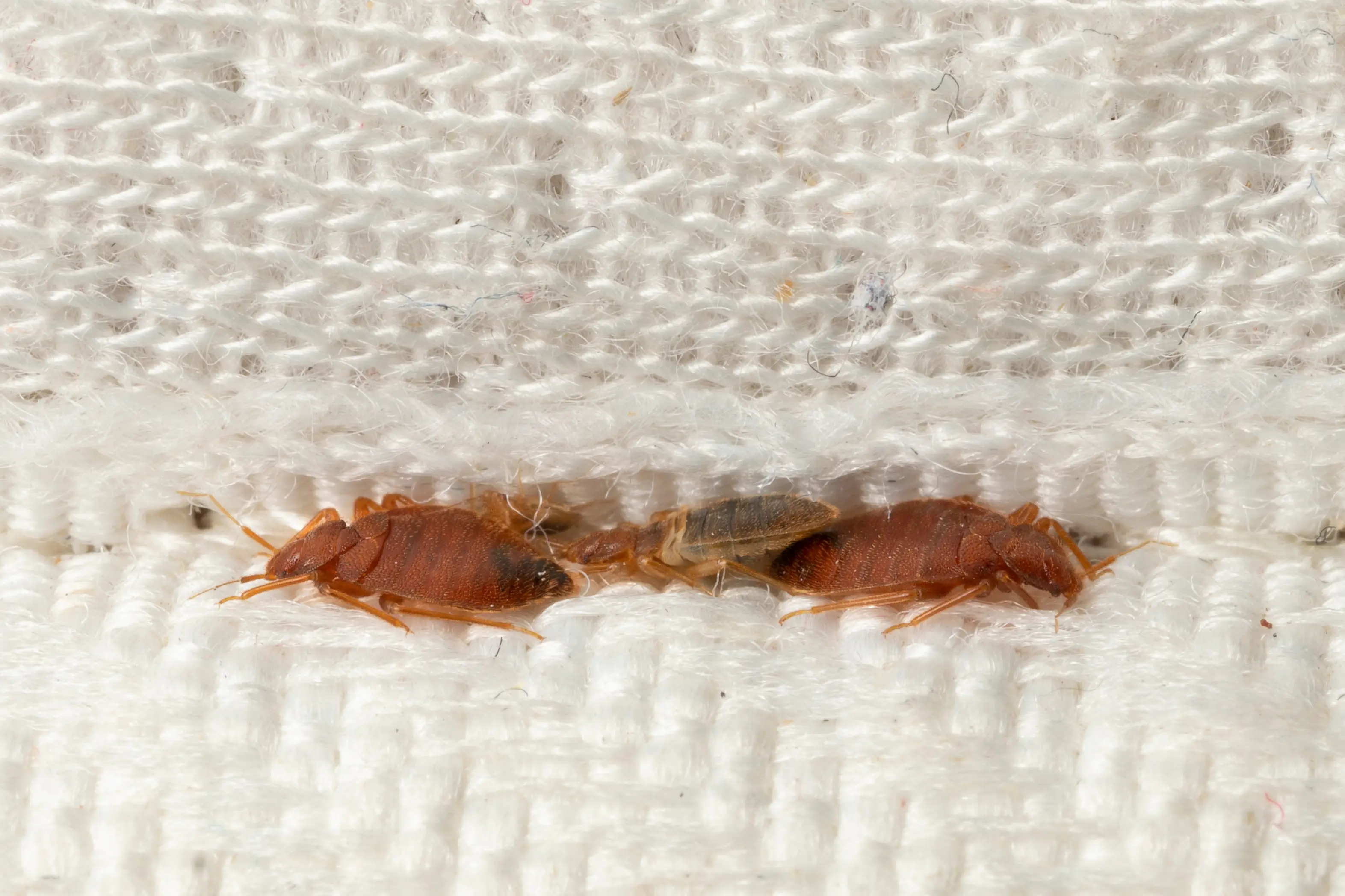 How Fast Do Bed Bugs Spread and Multiply?