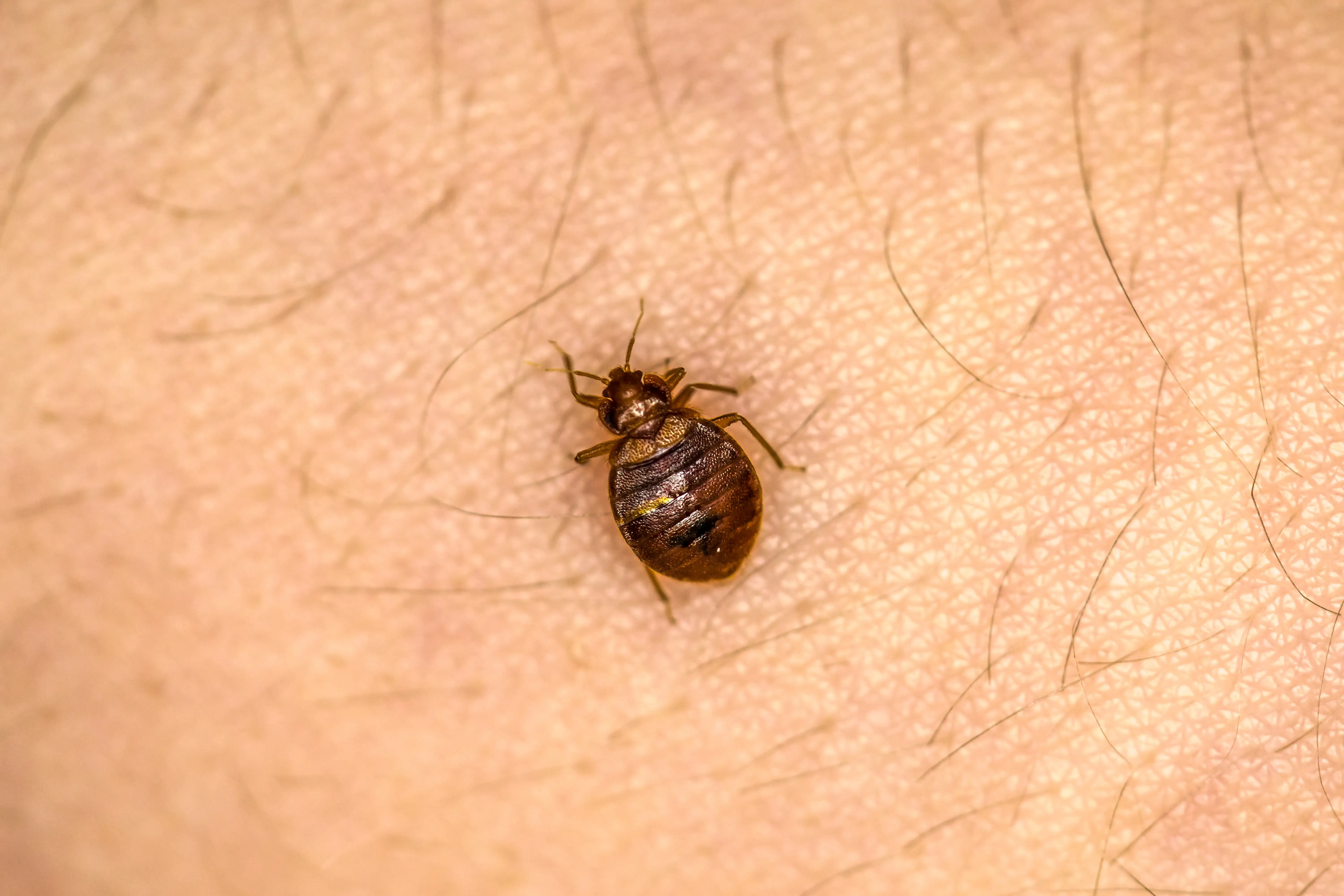 How Often Do Bed Bugs Feed? Feeding Habits Explained