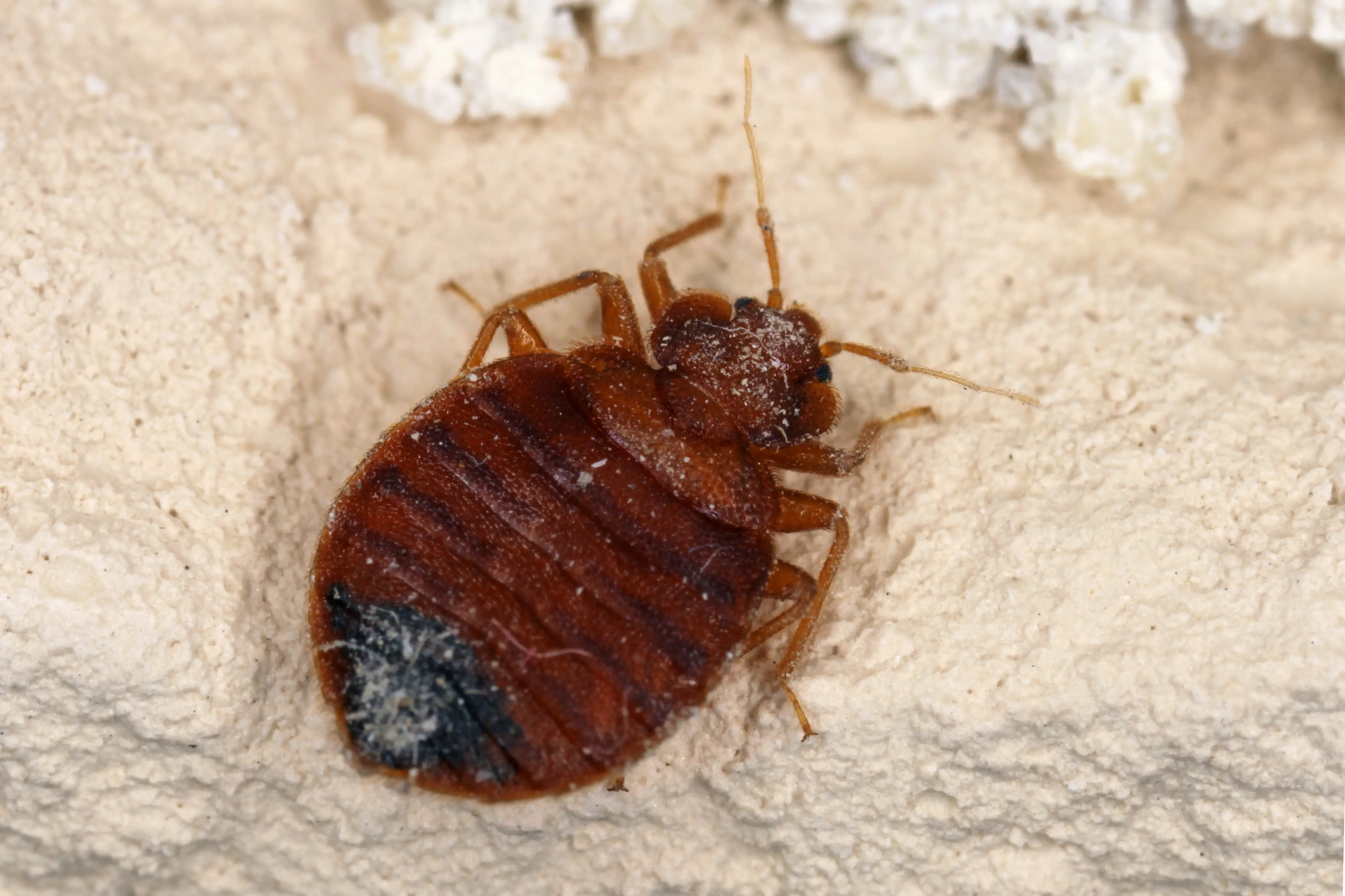 Bed Bugs vs Fleas vs Ticks: Key Differences & How to Identify