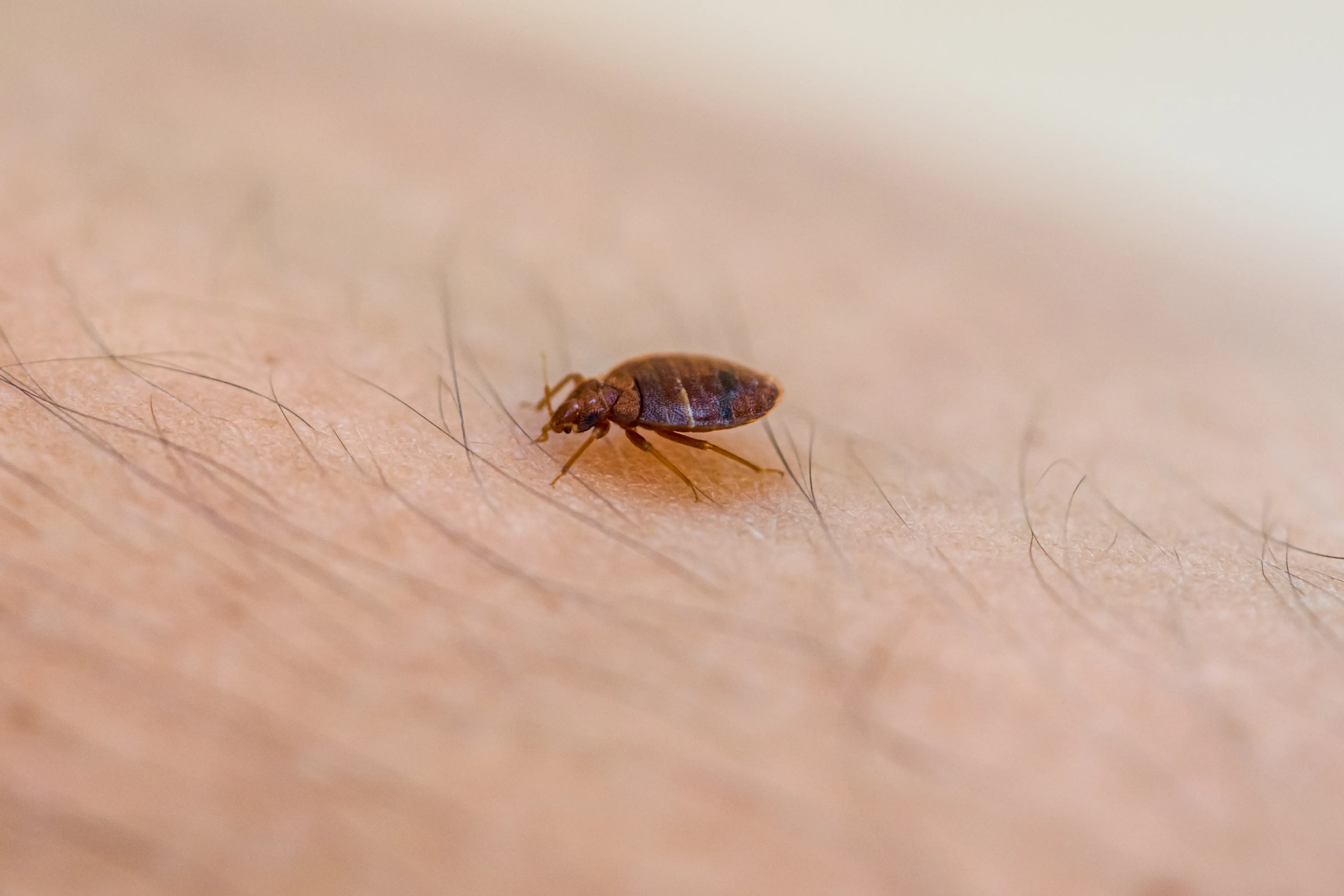 Do Bed Bugs Fly or Jump? How They Move and Spread