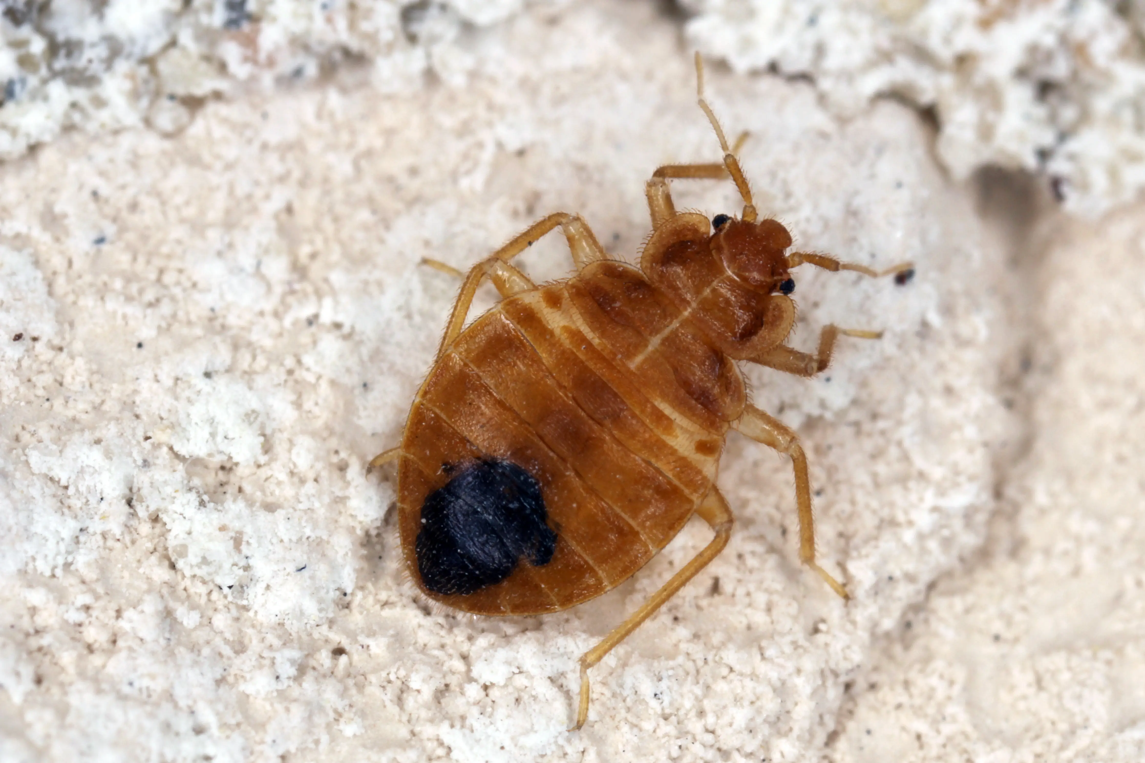Where Do Bed Bugs Hide? Common Hiding Spots