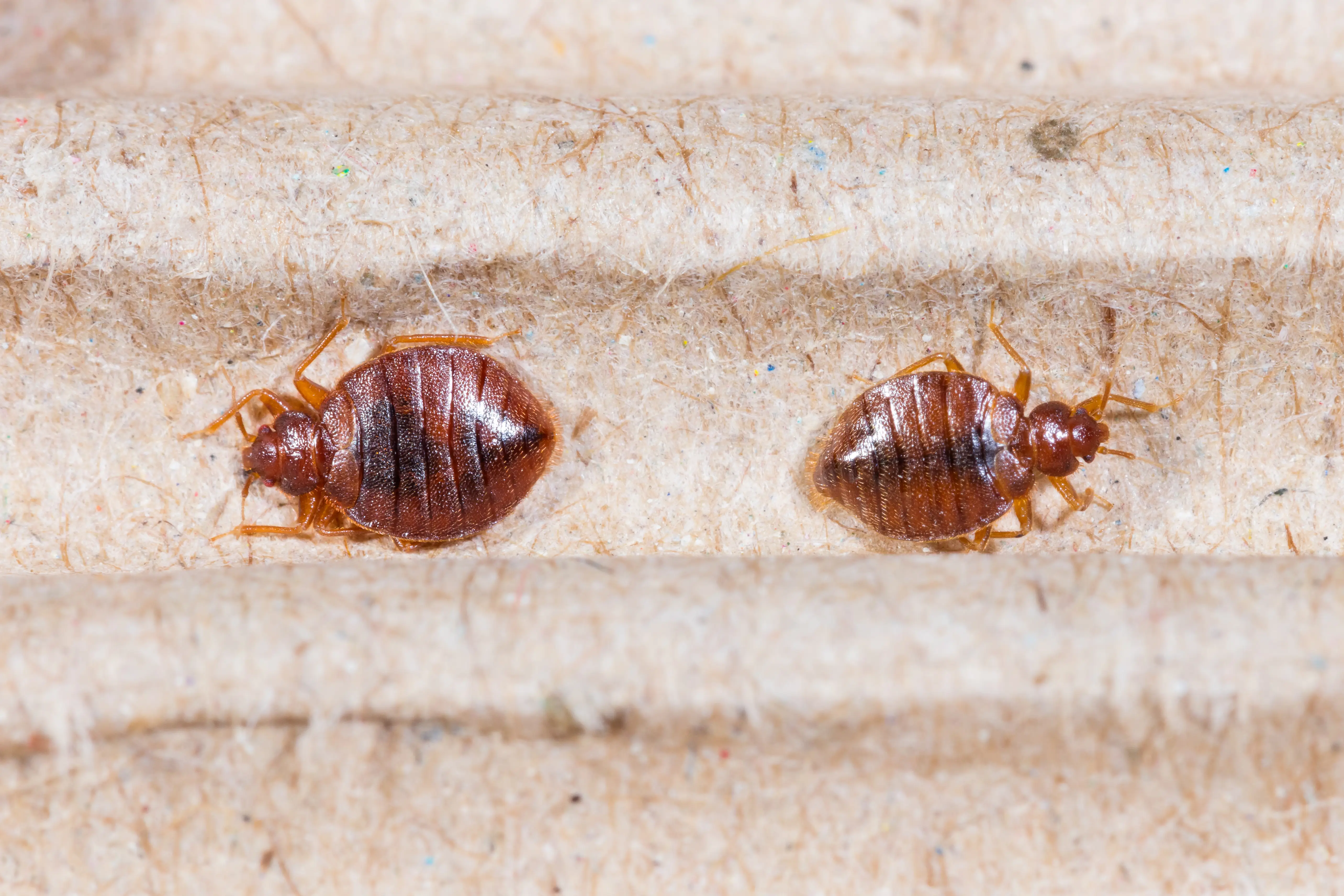 How Do Bed Bugs Spread? Prevention & Control Guide