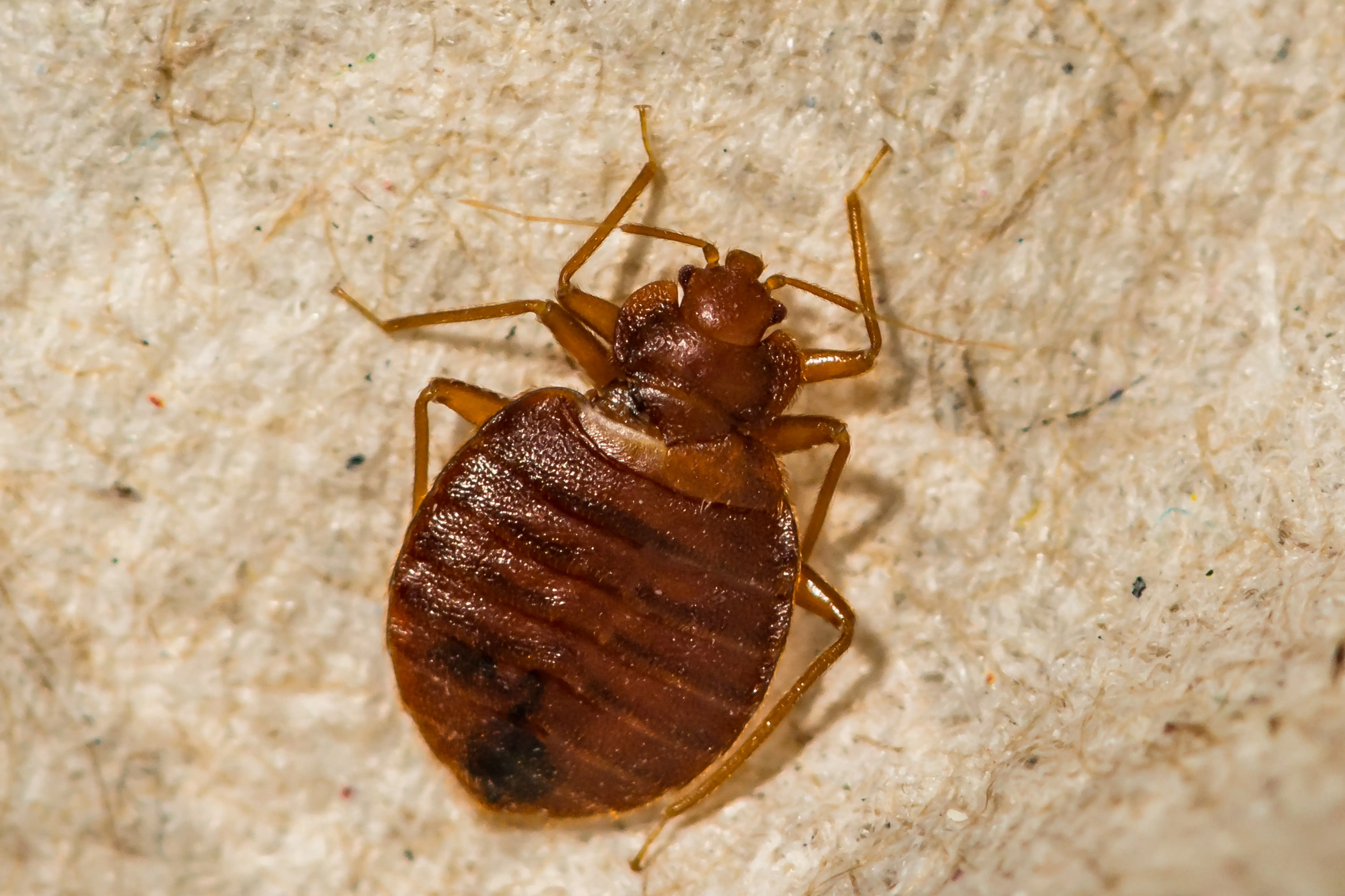 How Long Can Bed Bugs Live Without a Host? Survival Guide