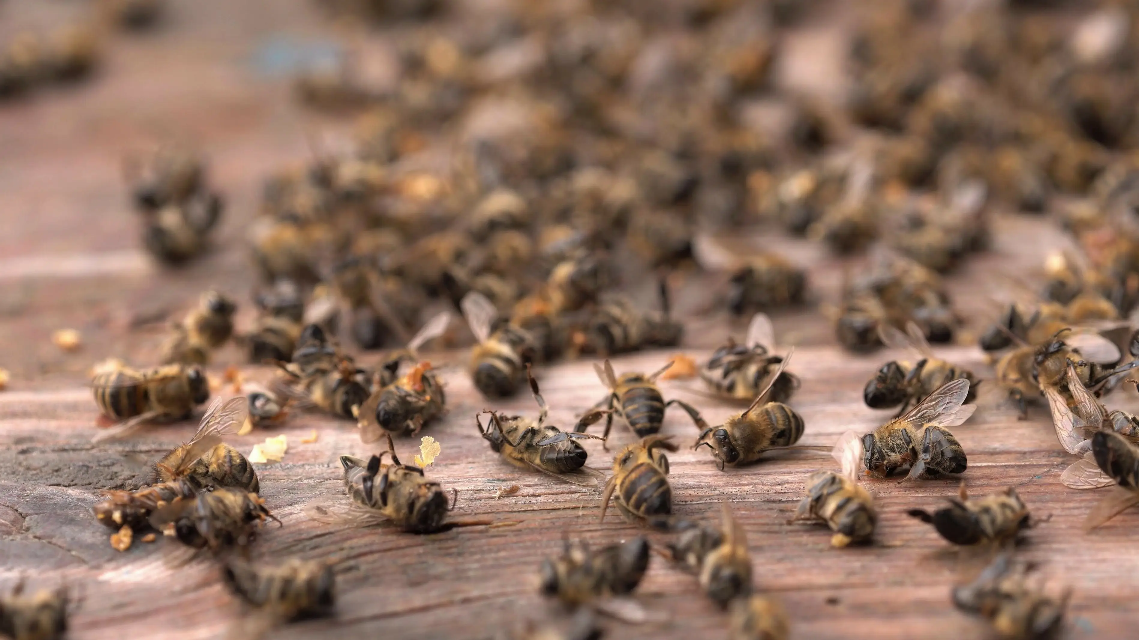 How Long Do Bees Live? Lifespan by Species & Role