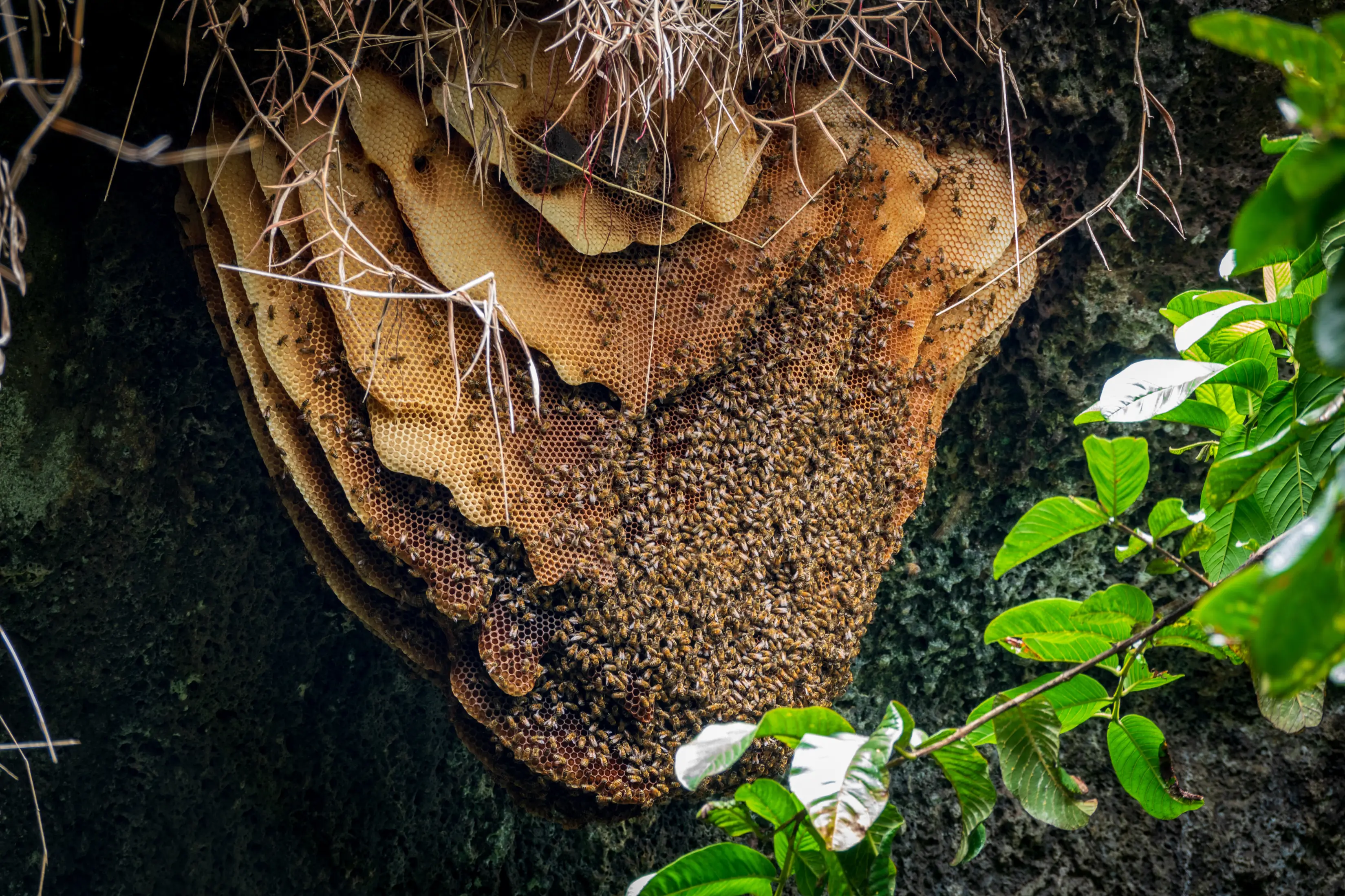 How to Get Rid of a Beehive Safely | Complete Removal Guide