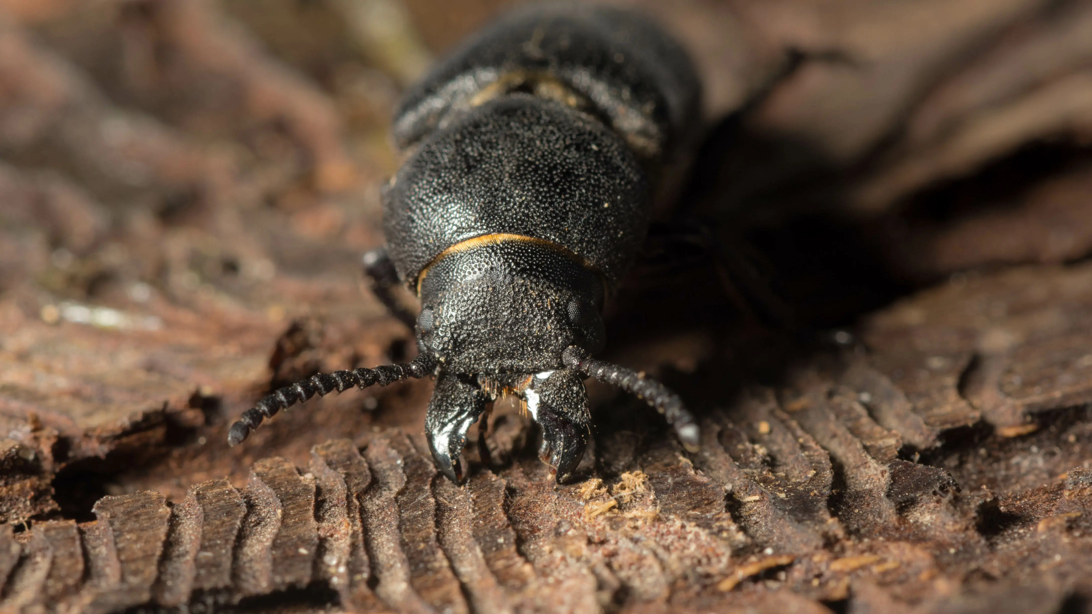 What Does a Beetle Eat? Diet by Species & Type