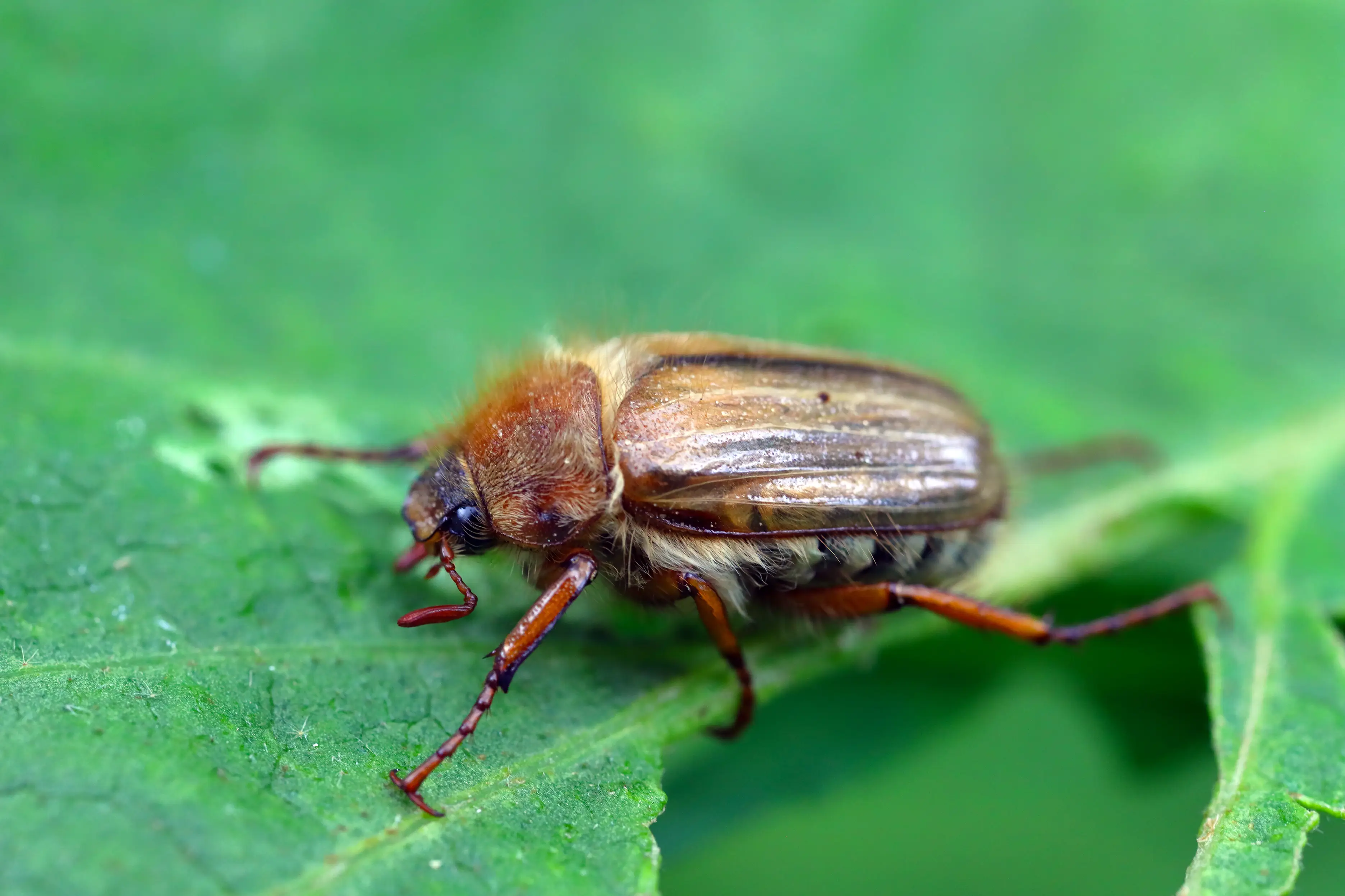 Beetle life cycle stages from egg to adult