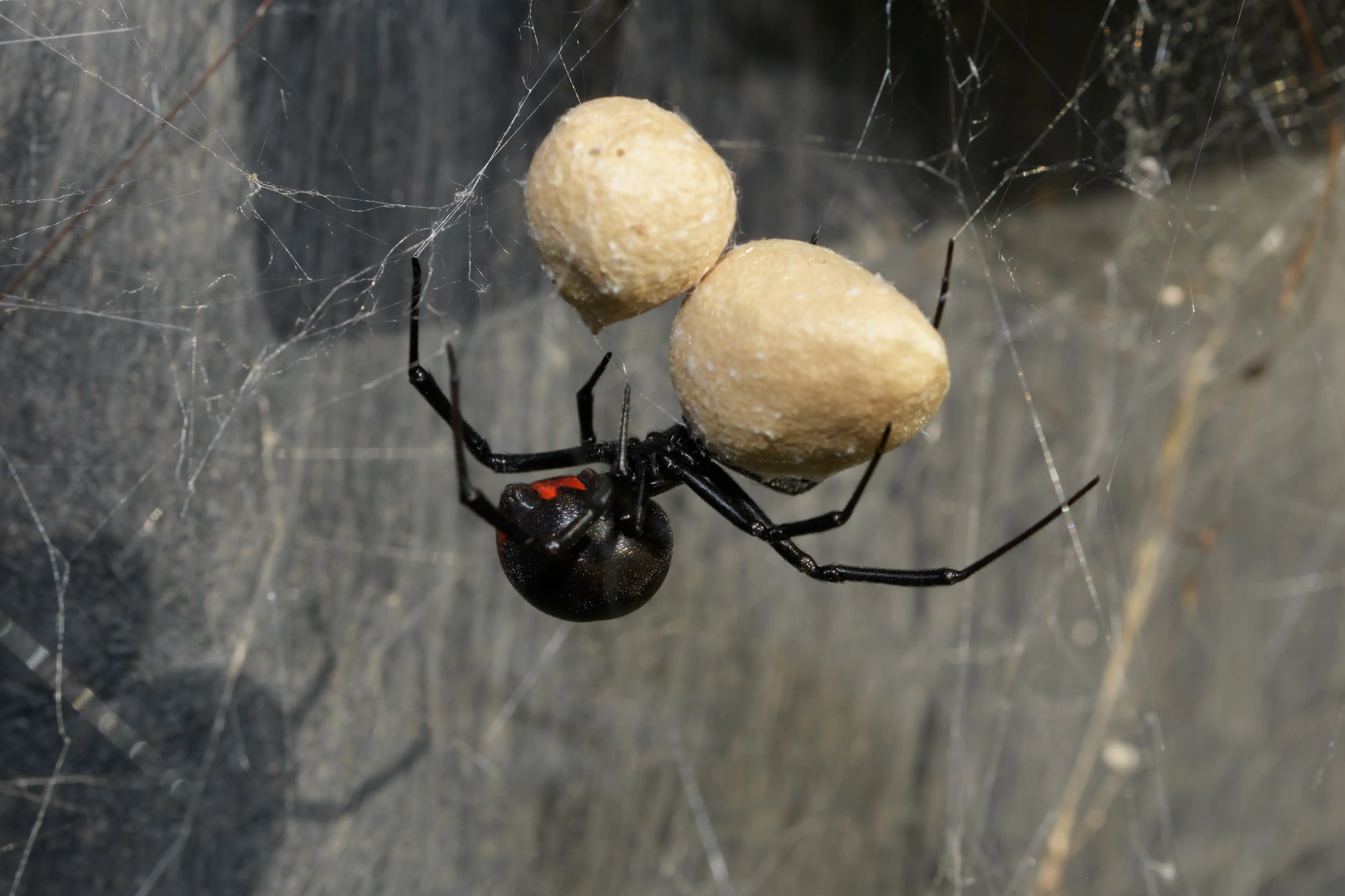 Black widow spider and dangers