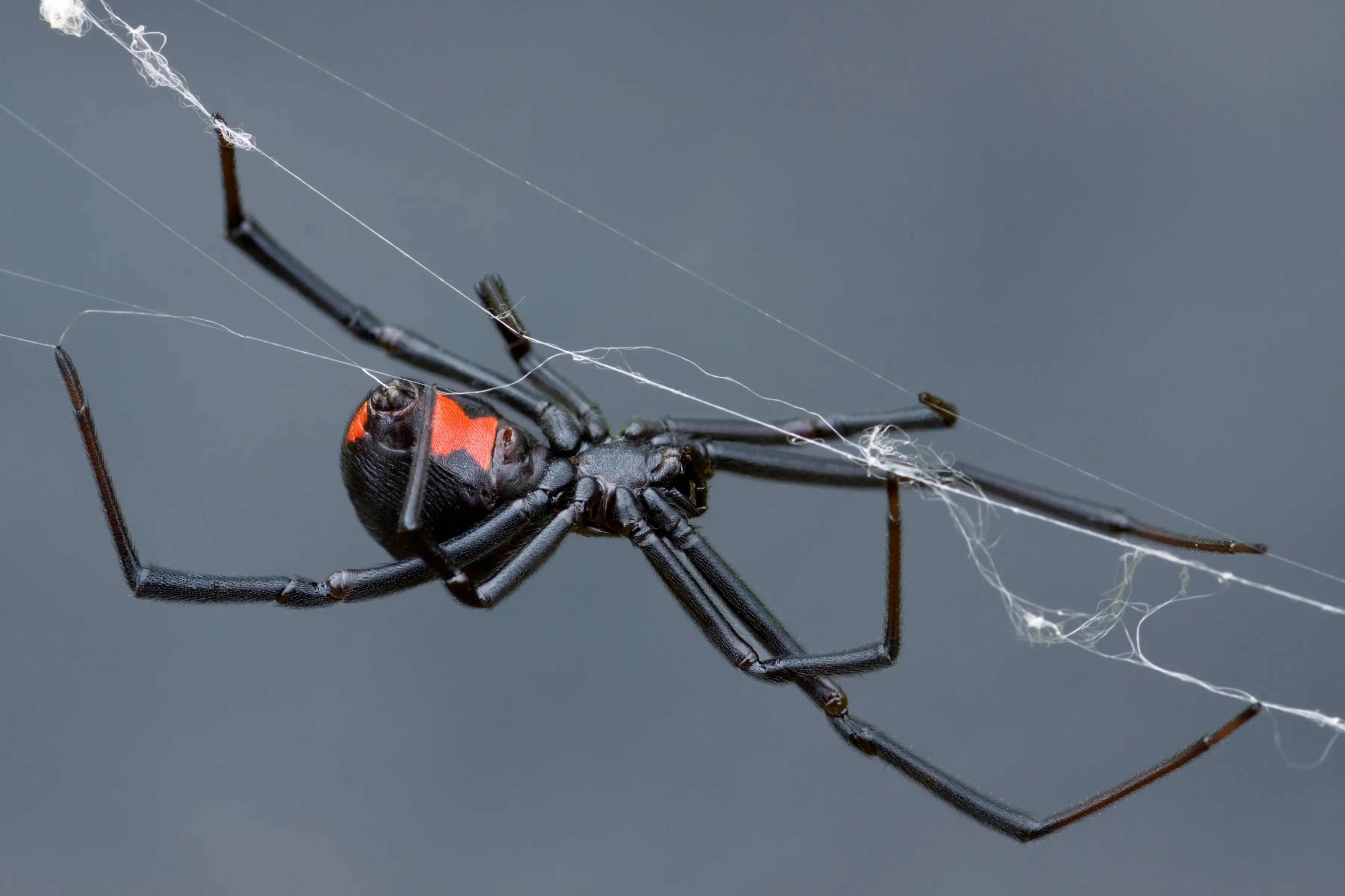 What Do Black Widow Spiders Eat? Complete Diet Guide