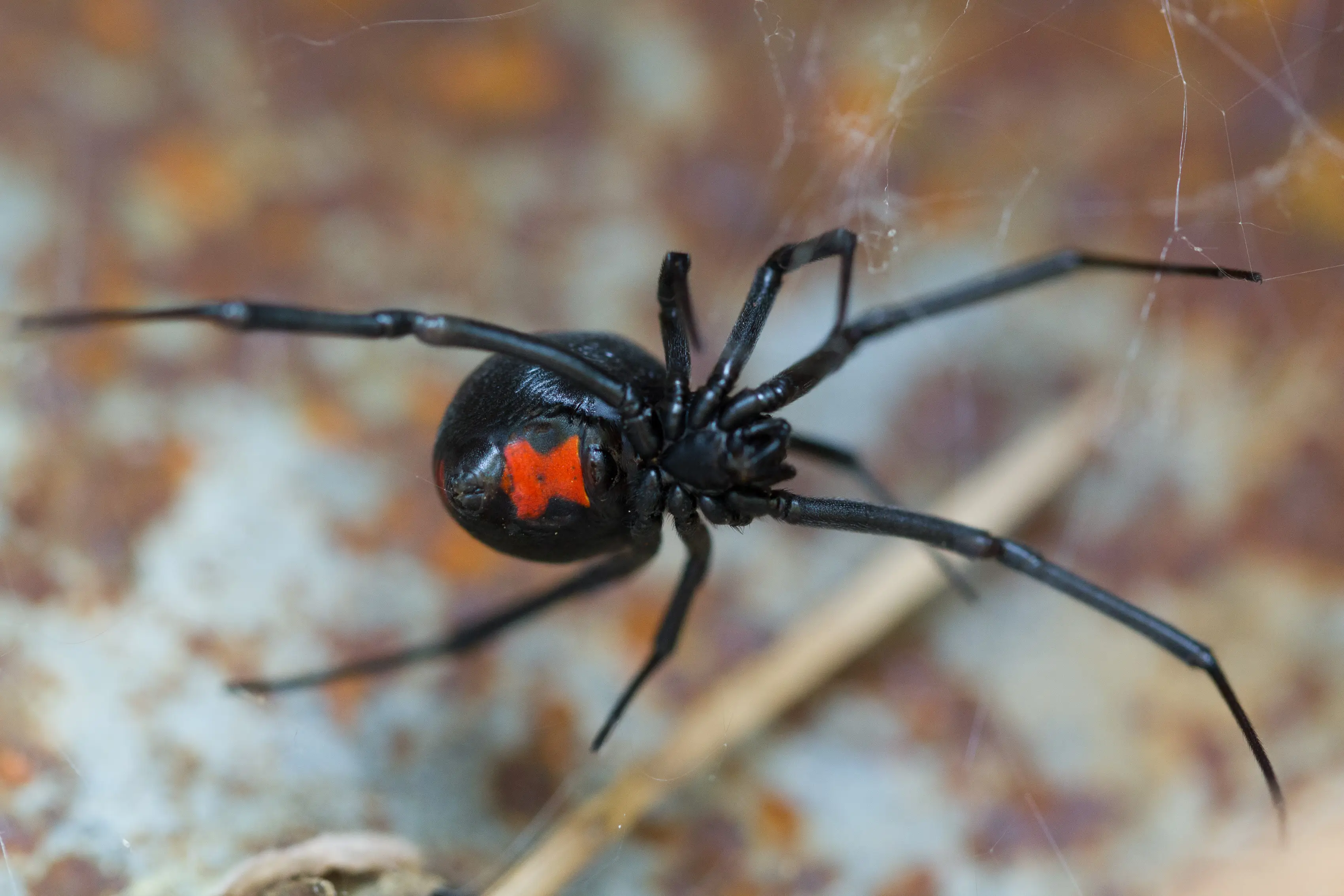 Black widow spider in natural habitat