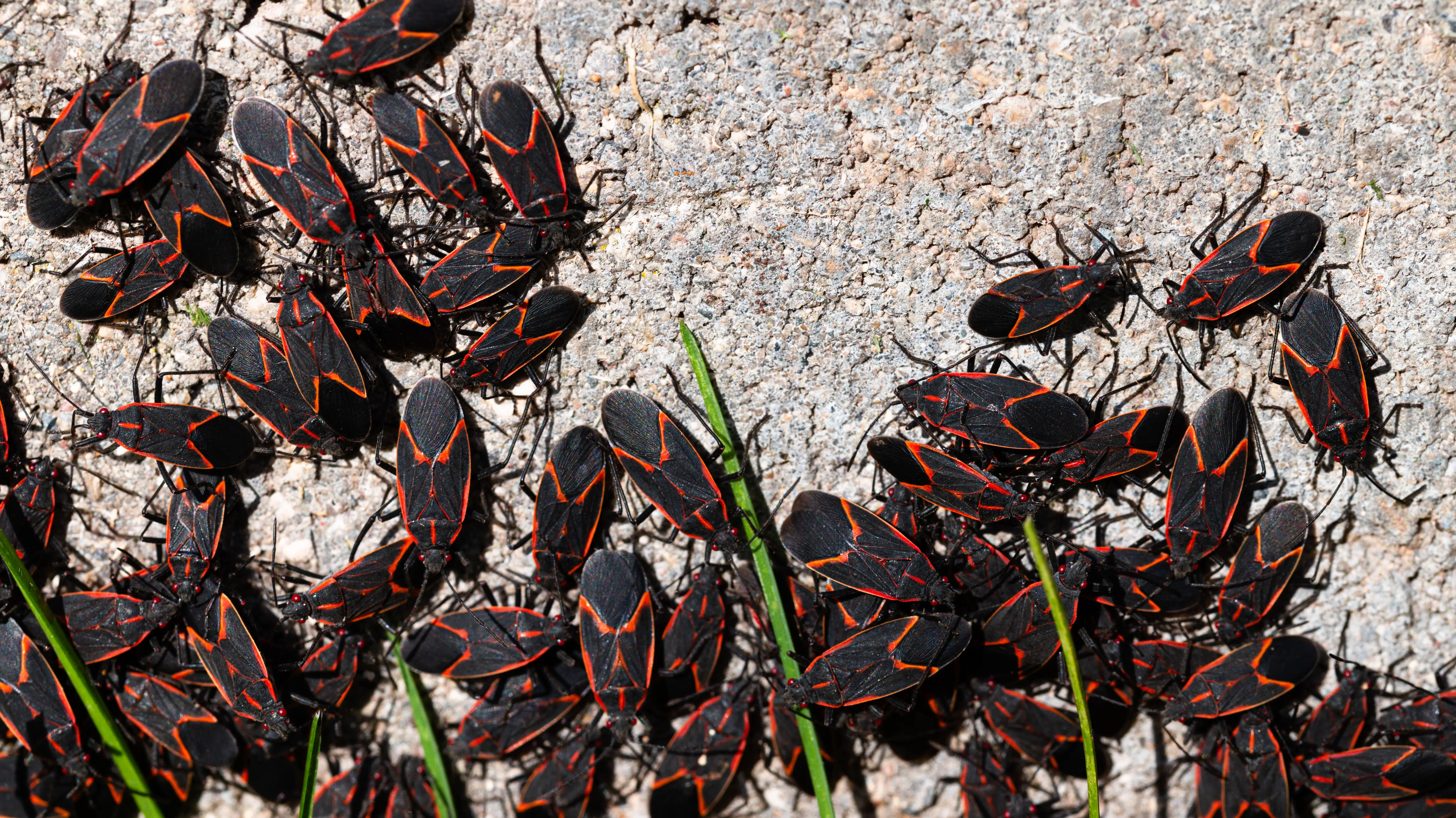 How to Get Rid of Boxelder Bugs Inside & Outside Your Home
