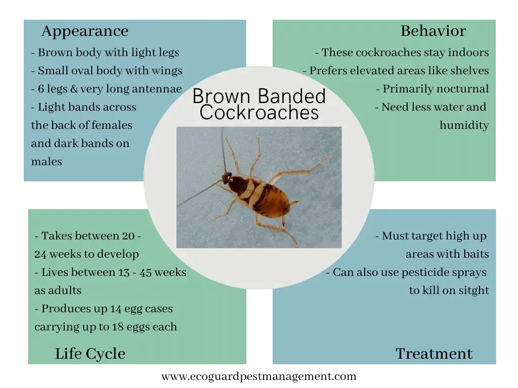 Brown Banded Cockroaches: Identification, Control & Prevention