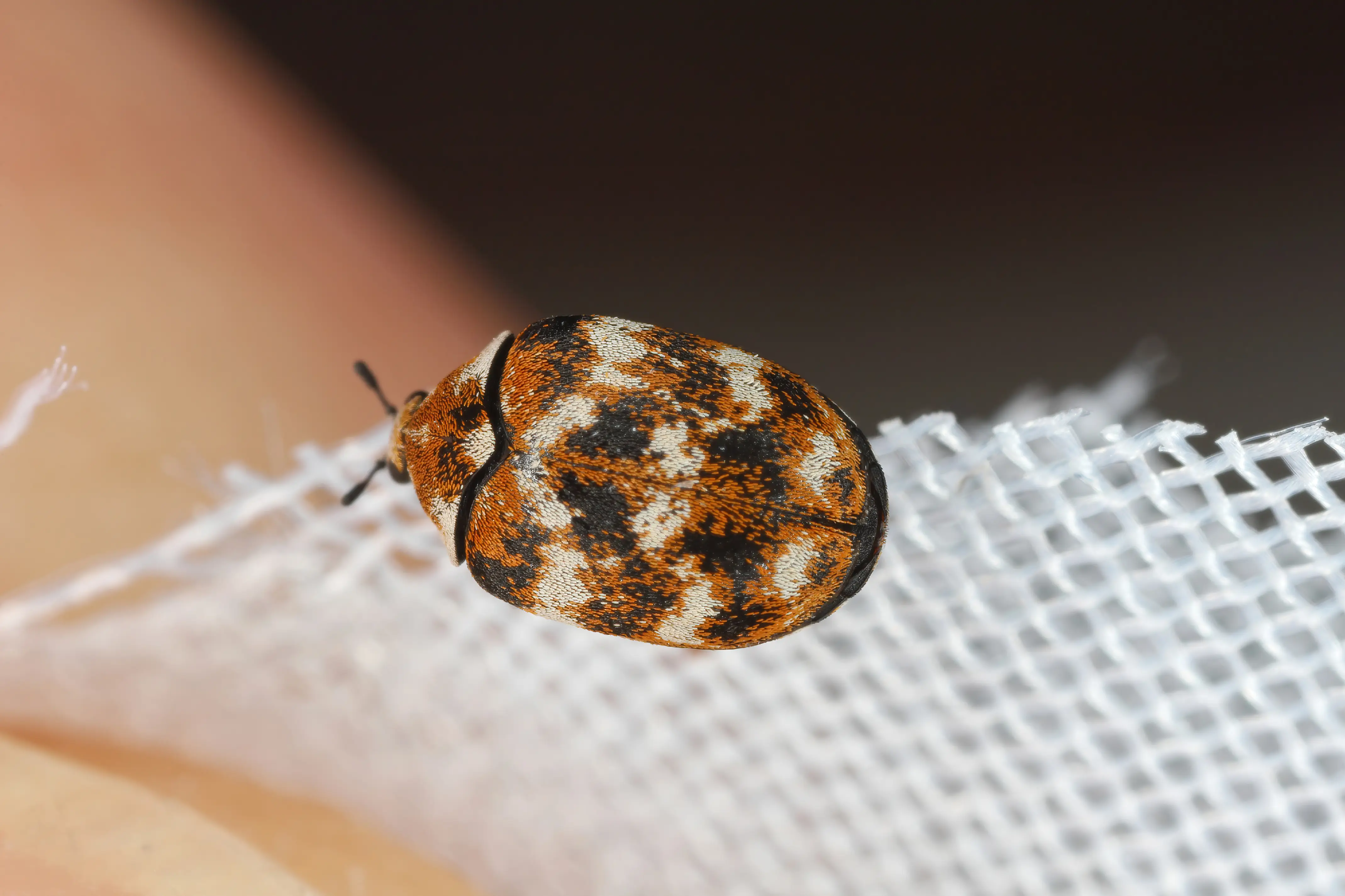 What Causes Carpet Beetles Inside Your Home?