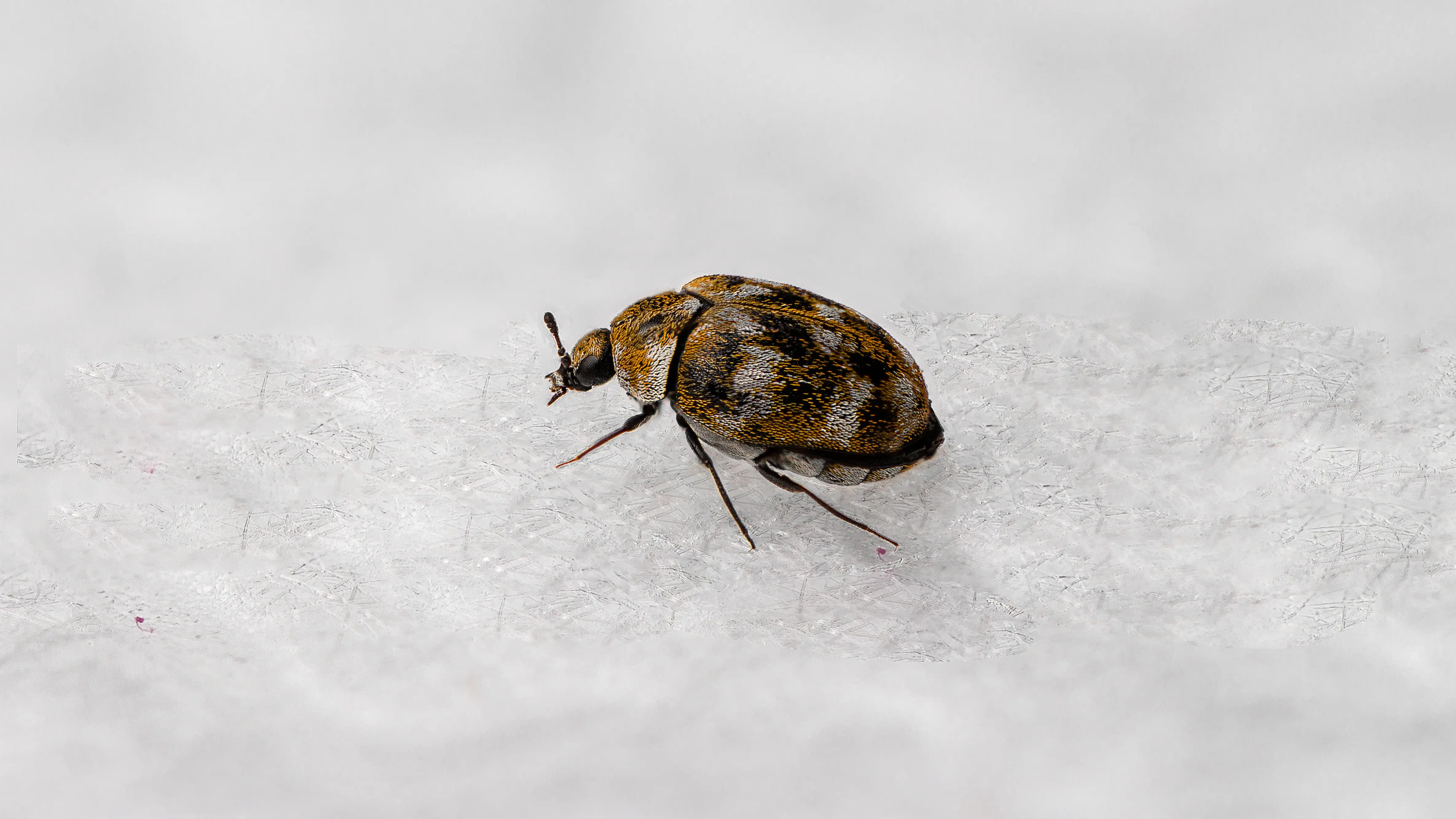 How to Get Rid of Carpet Beetles: Complete Removal Guide