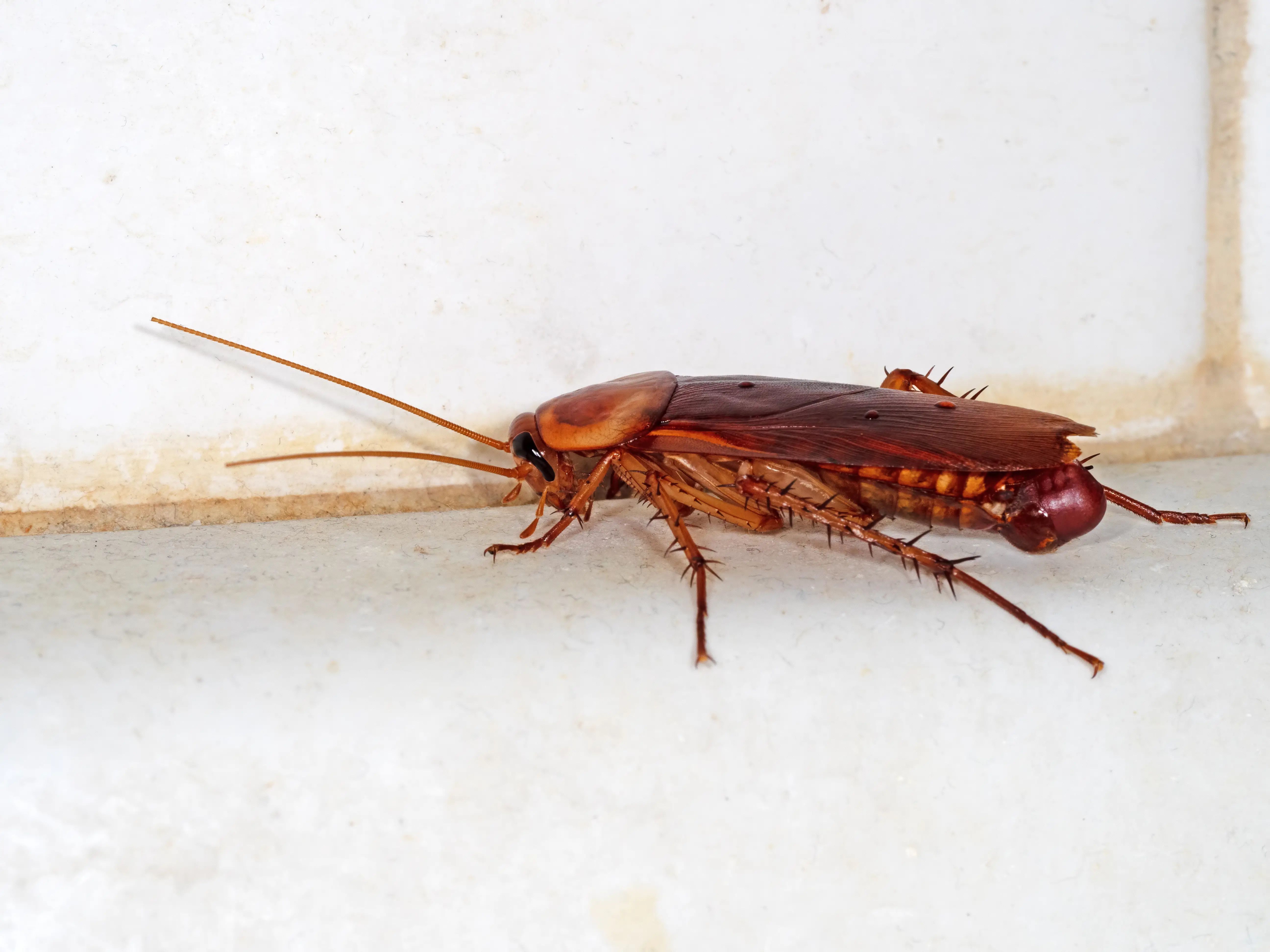Close-up of cockroach showing mouthparts