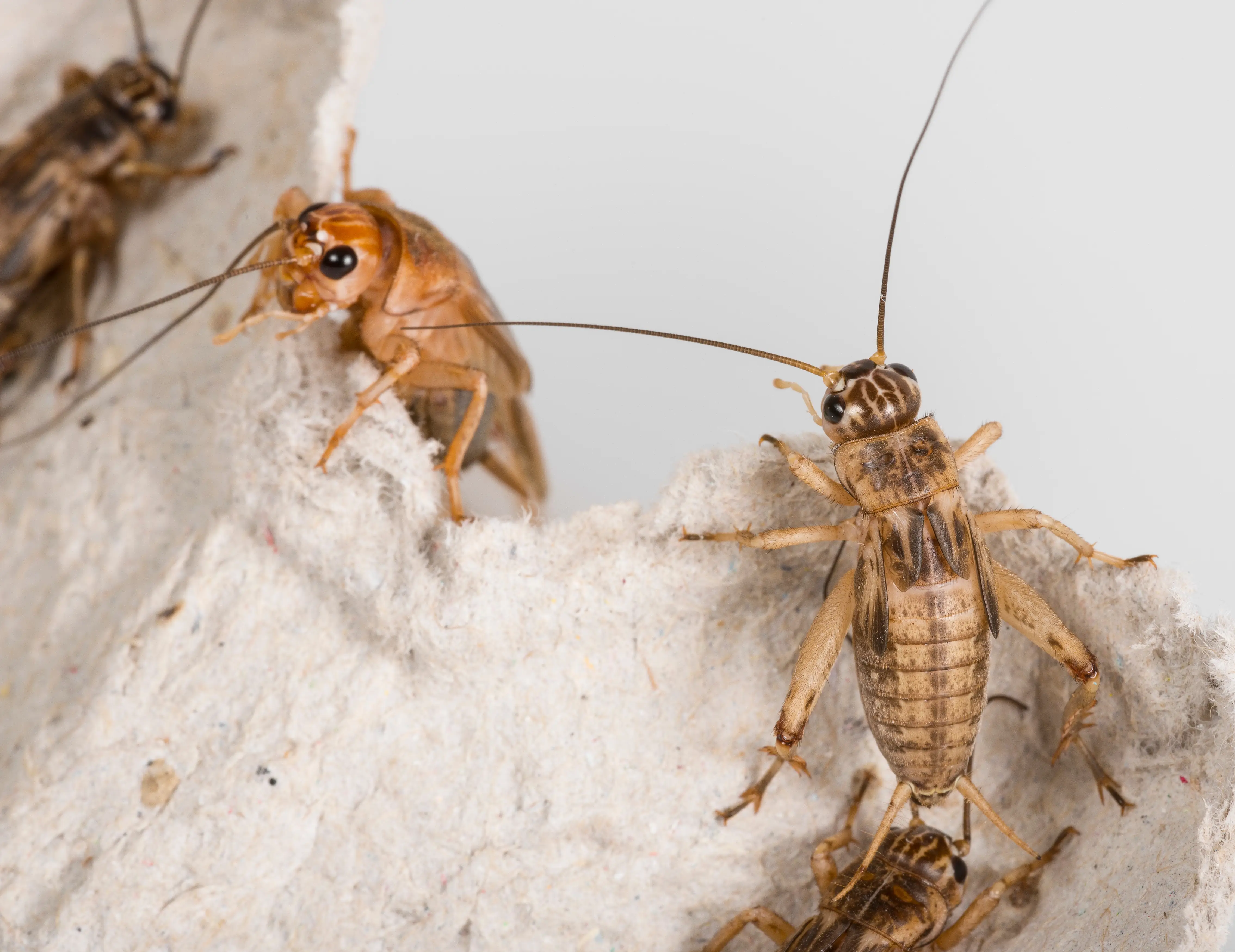 Close-up of a cricket showing mandibles