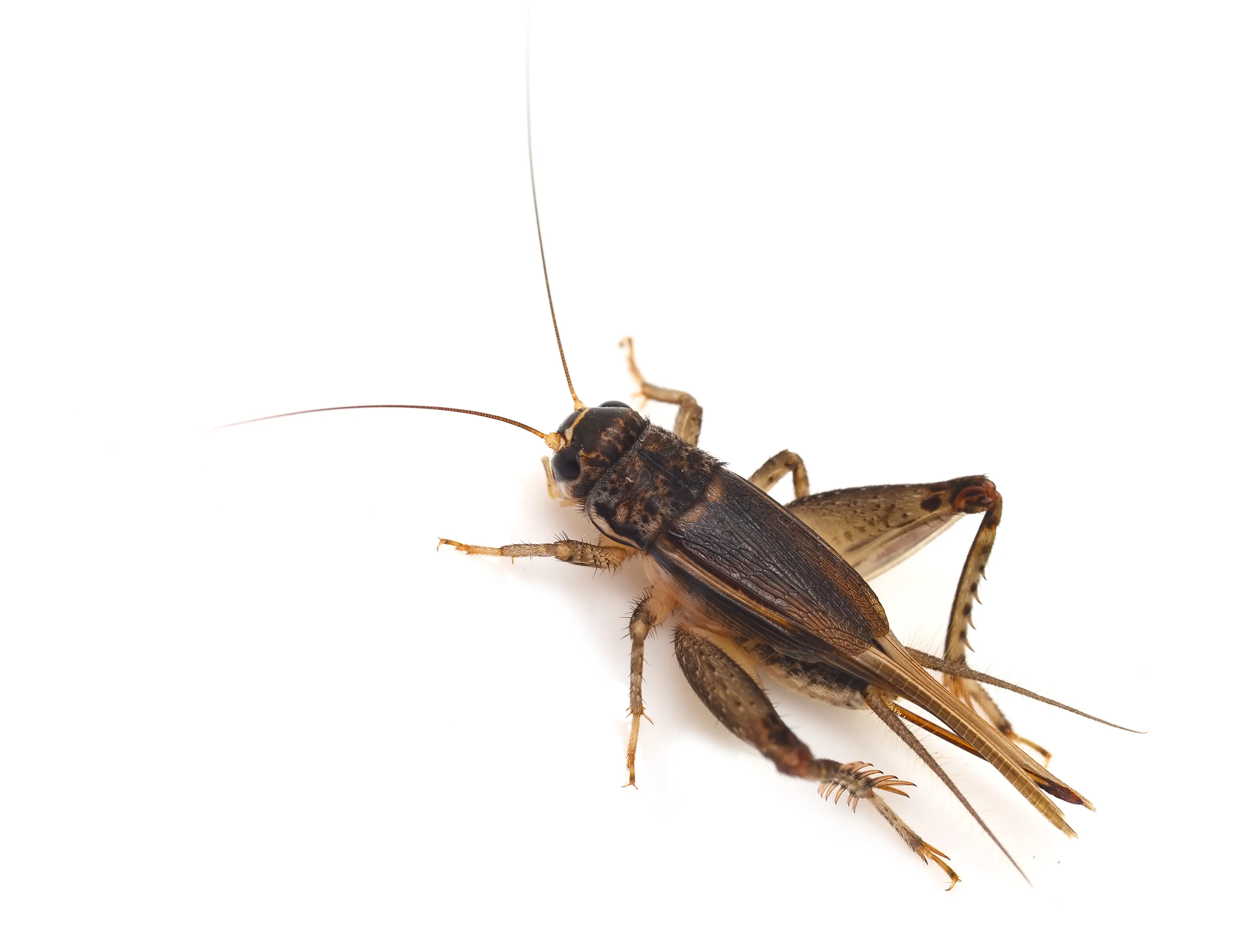 Cricket chirping at night