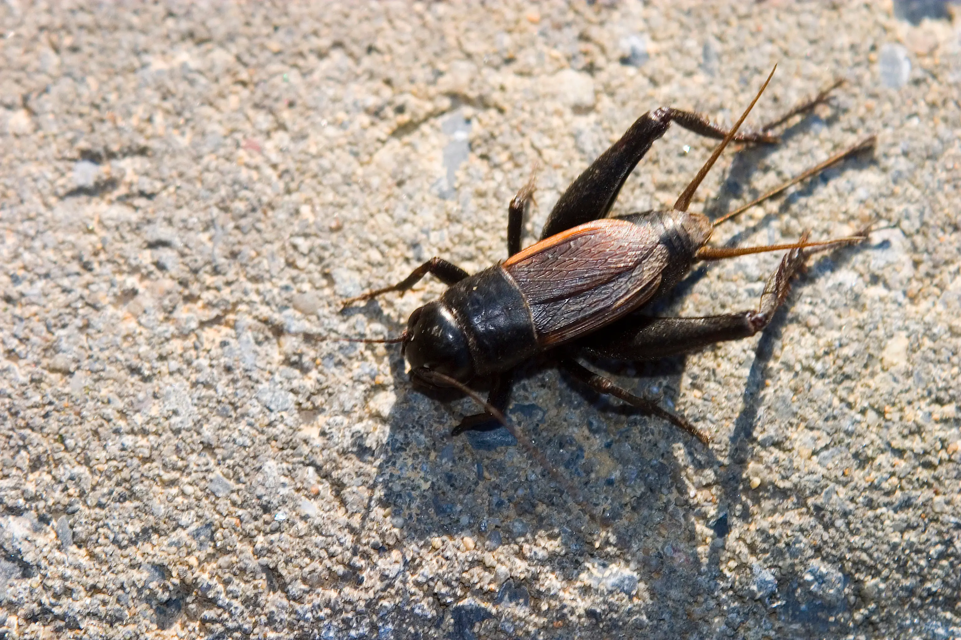 How to Get Rid of Crickets in the House
