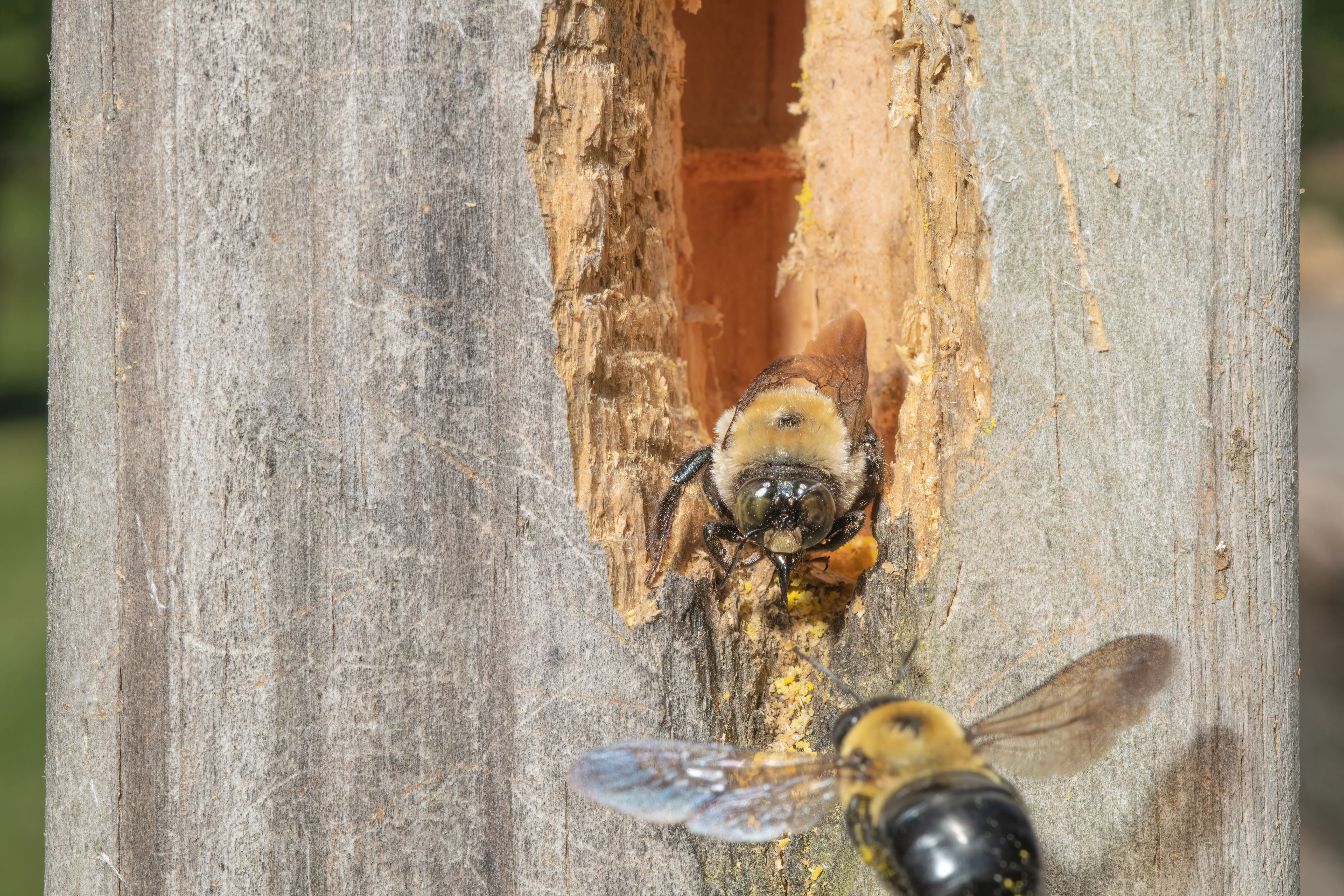 Carpenter bee on wood surface