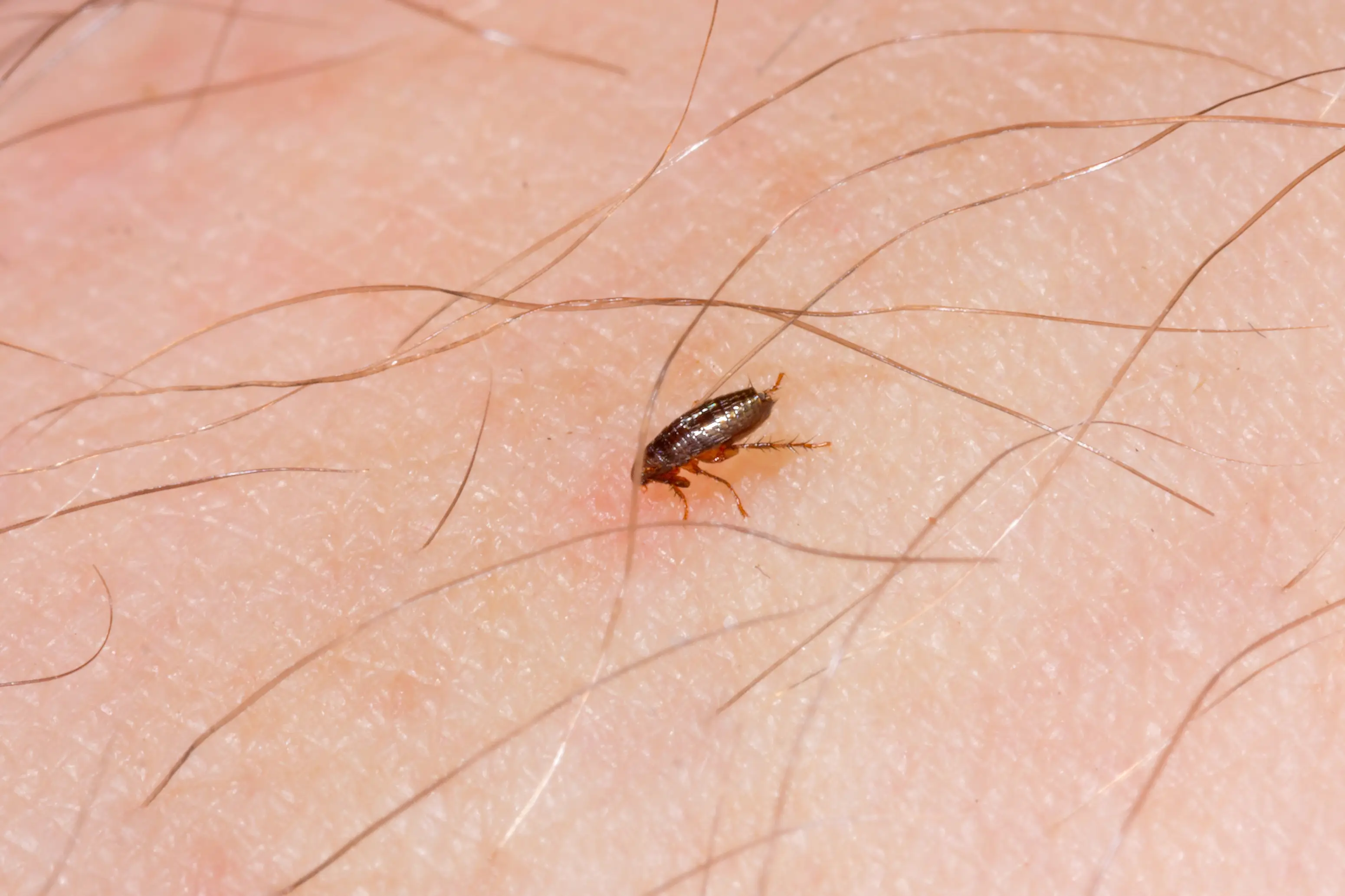 Flea close-up showing jumping ability